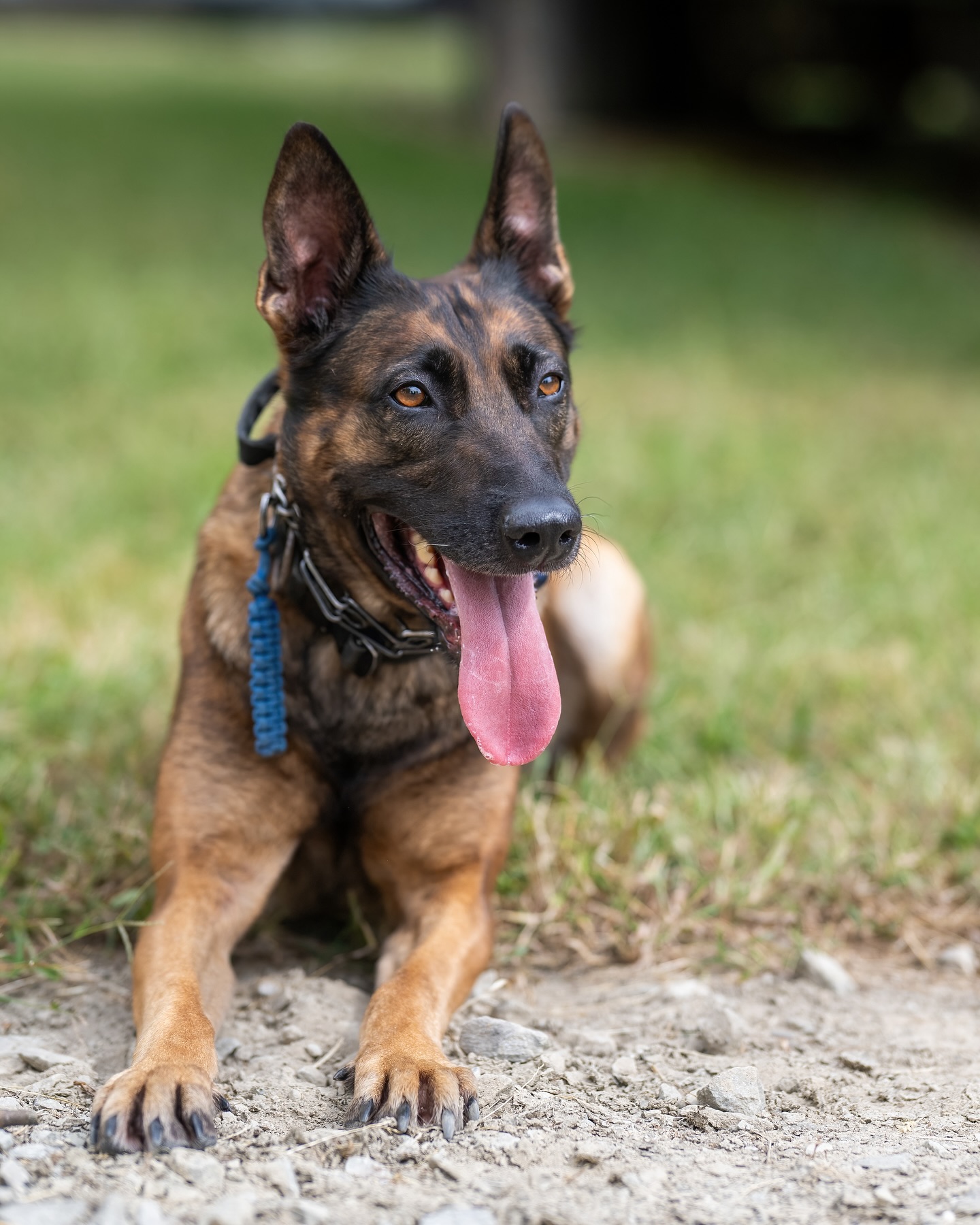 What’s the difference between a guard dog and a watchdog??
Let us know what you think it is in the comments!
Photo By: @osaki022
#dogtraining #dogtrainer #puppylove #belgianmalinois #supportthetroops #k9 #veternanowned # veteran #serviceanimal #suicideawareness #nonprofit #charity #servicedog #usa #patriot #757 #Chesapeake #virginiabusiness #virginiaevents #suicideprevention #therapydog
