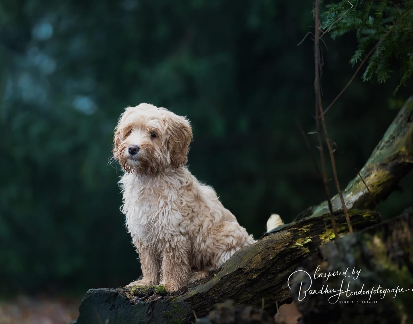 #labradoodle #labradoodles #labradoodles_of_instagram #labradoodlepuppy #labradoodle_dogs #labradoodlelove #puppylove #puppylover #puppylife #hundeglück #hundepuppy #dogloversofinstagram #jouwhondopdefoto hondenfotograaf #canonphotography #puppies #pup #puppiesofinstagram