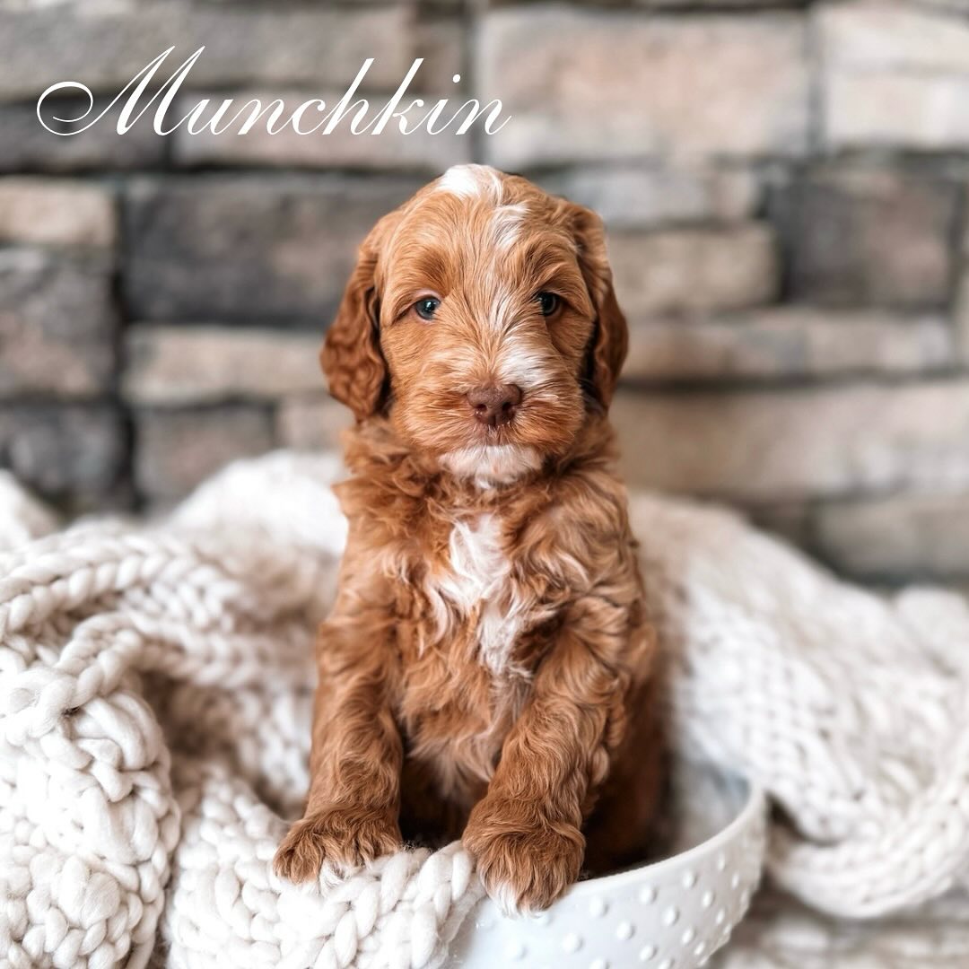 Look who’s 5 1/2 weeks old
Puppy selection is this weekend! We can’t wait to meet our new puppy families and see which puppy they choose.
These babies are actively transitioning from solely nursing to eating solid food, are becoming more social with their littermates, and are entering a critical period for socialization with humans and other animals, where they are rapidly learning about the world around them through experiences and interactions with different sights, sounds, and people.
We had two spots open up on this litter due to timing issues with our waitlist families.
If you are interested in adding one of these perfect companions to your family comment “PUPPY” below, and I will message you information 🐾🐾