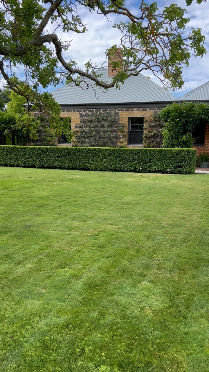 This week Fergus and Hugh have been working on the hedge of Myrtus Luma apiculata, or Chilean Myrtle, that surrounds the Walnut Lawn. Some months ago this hedge was given a very hard cut but, as you can see, it has fully recovered.
The Old Rectory garden is the perfect spot for an alfresco breakfast, lunch, afternoon tea, dinner or snooze: book the three bedroom @nationaltrustvic listed house and our magnificent garden is included for up to six guests at no extra cost!!
Bookings via our website or @airbnb
Our garden is maintained by @ruralgardensaustralia
@visitmacedonranges
@daylesfordmacedonranges
@piperstkyneton
#kyneton
#kynetonbnb
#oldrectory
#oldrectorygarden
#gardenforrent
#summer
#myrtushedge
#walnuttree
#alfrescodining
#ifitfliesfloatsorflowersrentit
#bluestonehouse
