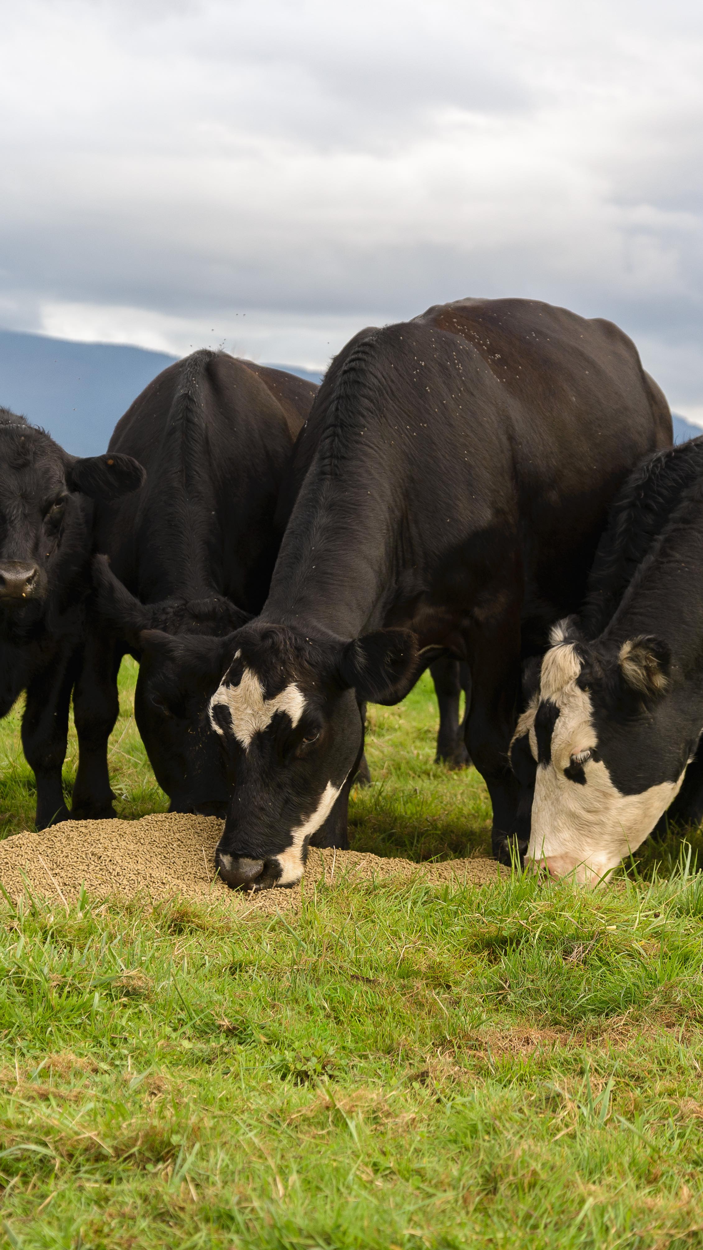 Here are some reviews from our loyal customers at Coastal—
“Great base feed for all livestock. I feed it to Cattle, Sheep, Pigs, Turkeys, and chickens. I use it as a base feed and then build a TMR with it. Just don’t be shocked when it’s sold out, because I buy a lot of it.”
“This is a great feed for our steers. They love it and it works great when paired with hay! Two thumbs up.”
“Keeps our angus cows happy. Good price.”
“The animals like it, the price point is great.”
We so appreciate all the positive feedback! If you have purchased feed from us, please leave us a review, we’d love to hear from you. Follow our accounts on Facebook and Instagram to stay in the loop, or visit our website for more information on purchasing (link in bio).
#localbusiness #farmandranch #oregonag #smallbusiness #pnwlife #familybusiness #pnwcattle #farmfresheggs #pnwchickens #cattlefeed