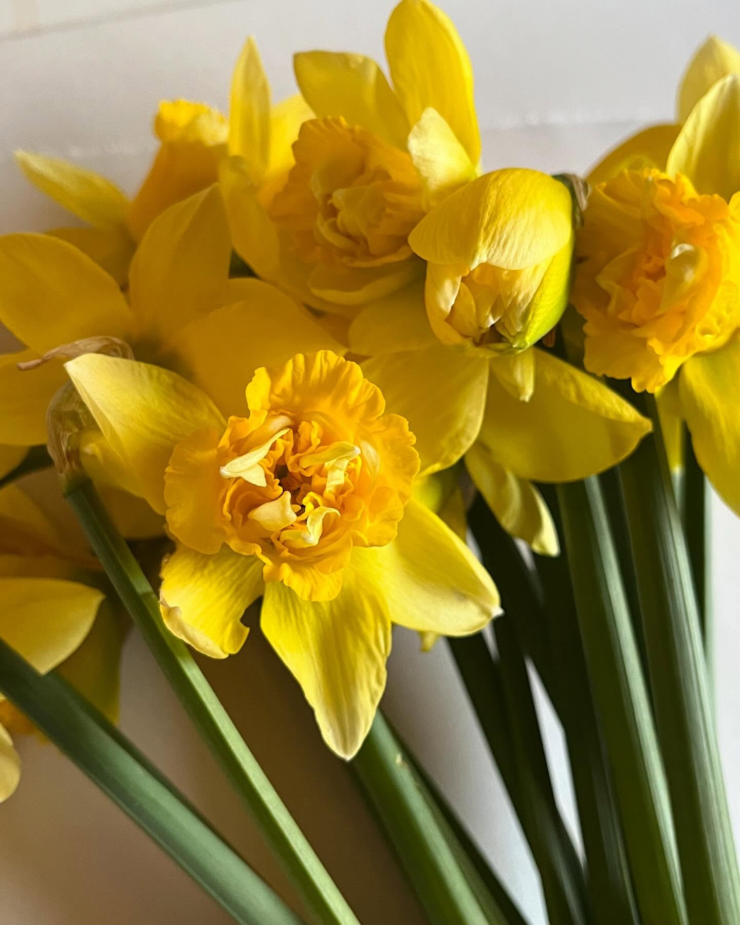 April 2024. Birthdays and early blooms. At the rate we’re going this winter, I don’t think we’ll be seeing April flowers in our neck of the woods ❄️