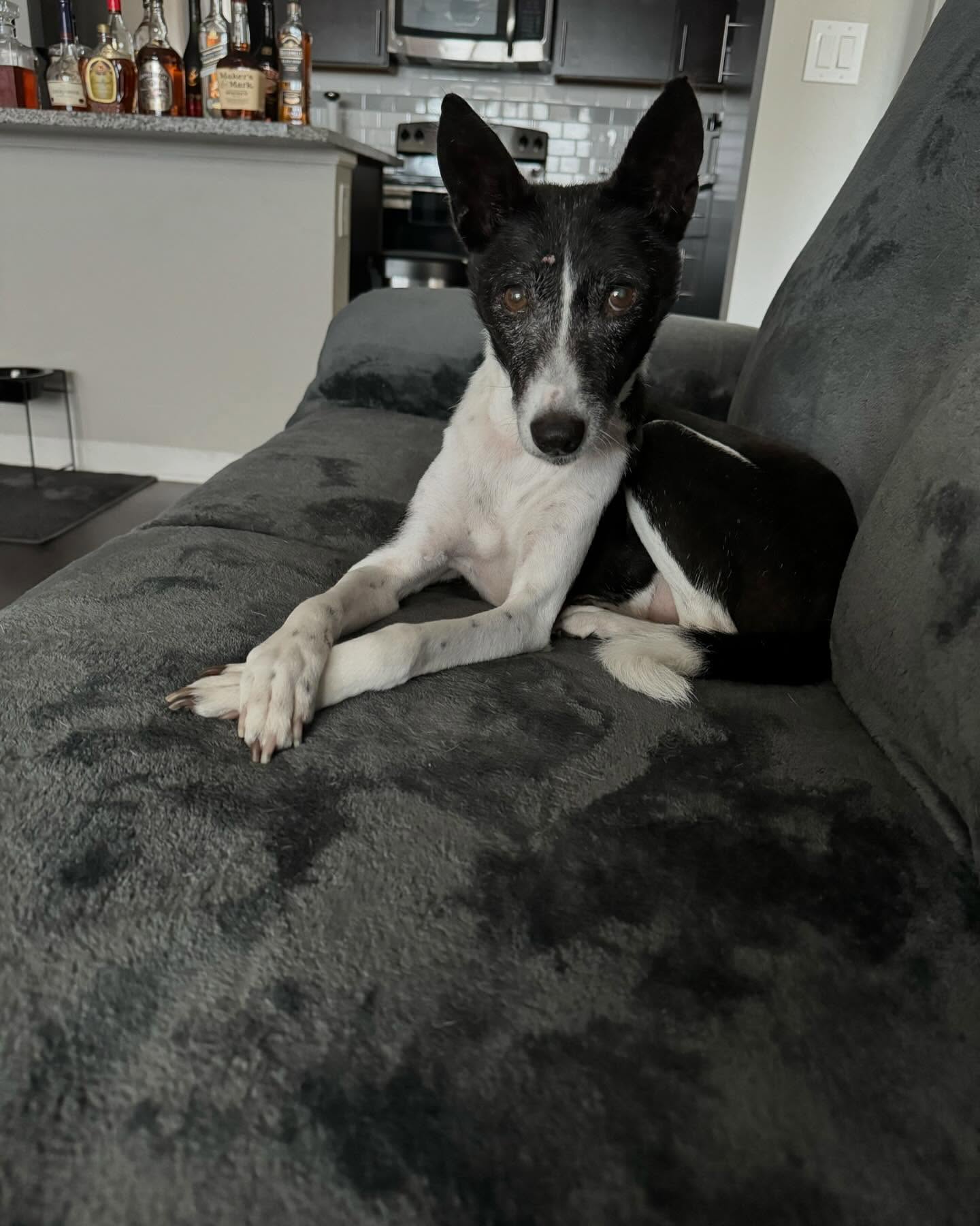 16 years old today. And he’s still causing as much trouble as when I got him all those years ago. #Basenji