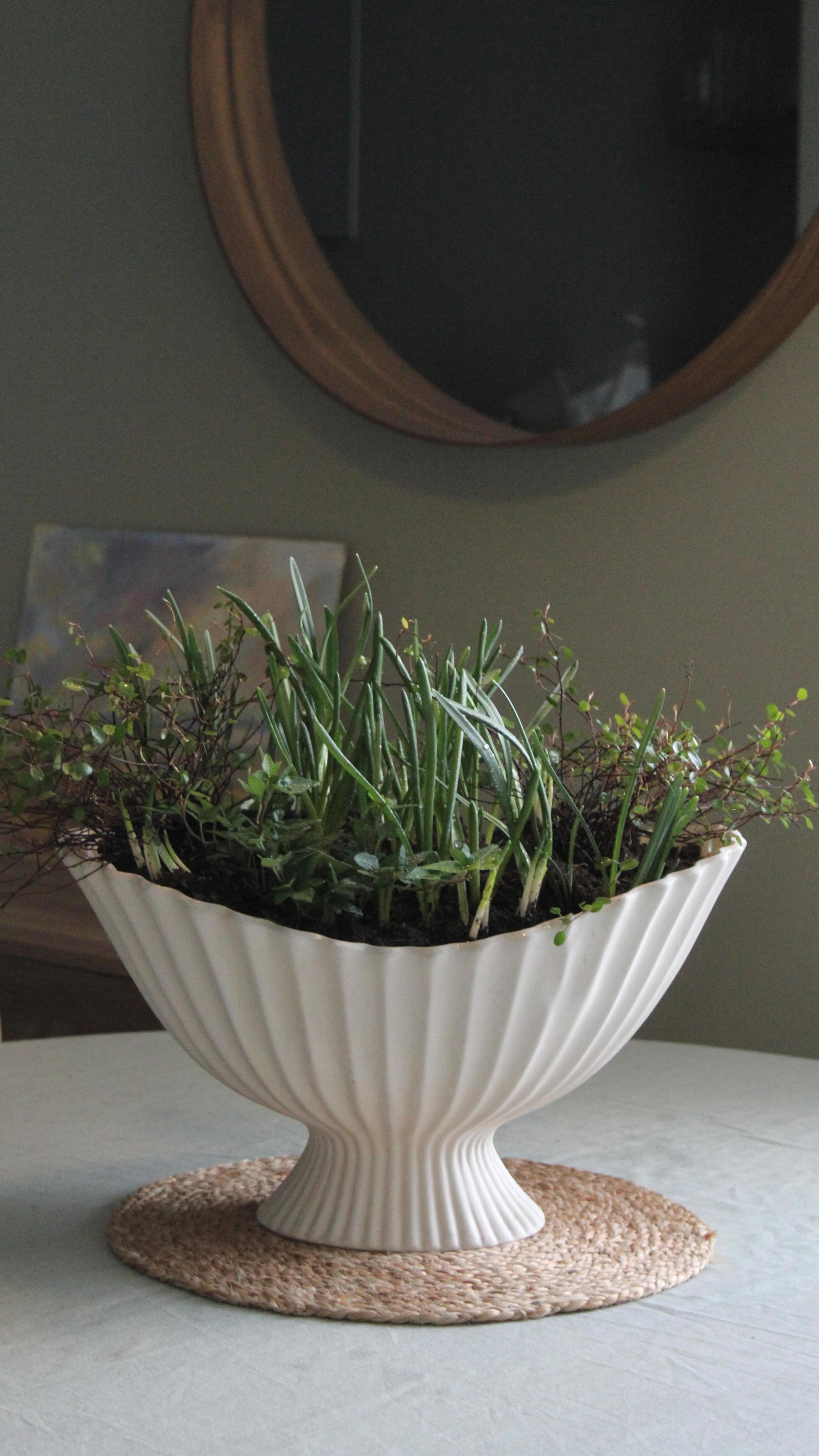 Finally got around to planting up my Ferm Living ‘Fountain’ centrepiece—only a few weeks late! A bit of sunshine was all the motivation I needed. I’ve filled it with dwarf daffodil ‘Sailboat’, Muscari armeniacum ‘Blue Spike’, snowdrops, ivy, and Muehlenbeckia complexa for a soft, natural look.
I was inspired by @design_at_nineteen (Justin Coakley), who created a beautiful bulb planting reel last year—his work always has such an effortless charm!
Now to wait for these little beauties to bloom 💚