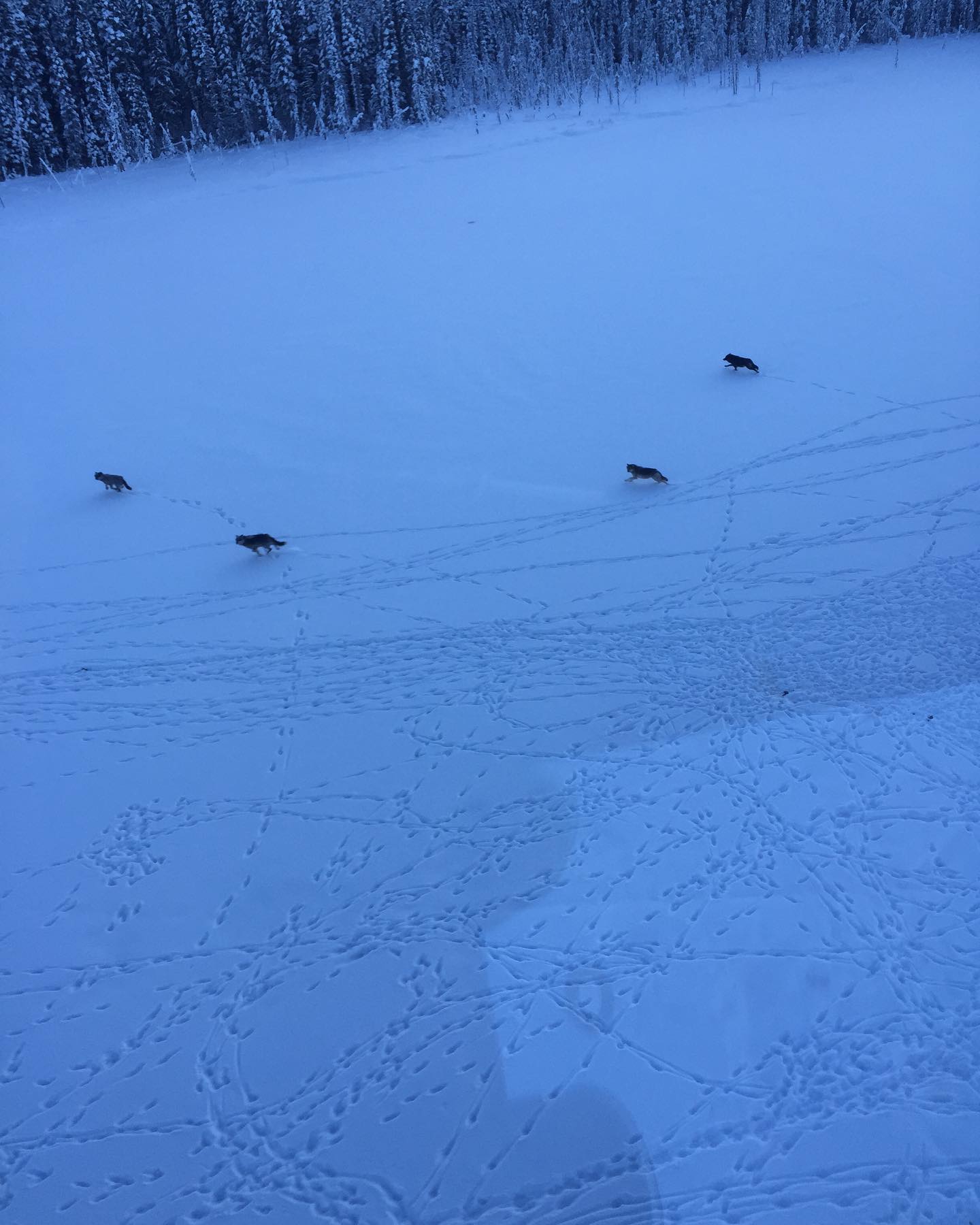 Was pretty awesome coming across this pack of wolves. Counted 16 total