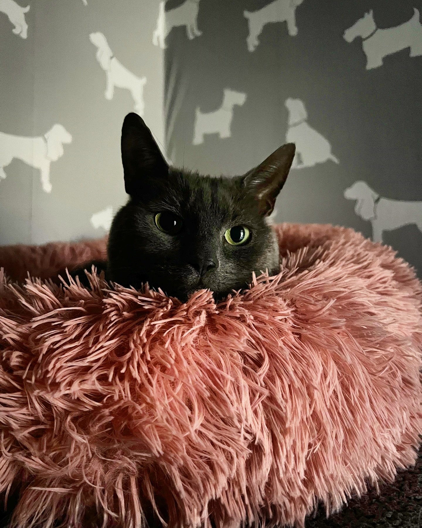 Sammy brought his cosy donut π©
#cattery #luxurycattery #catlovers #catowners