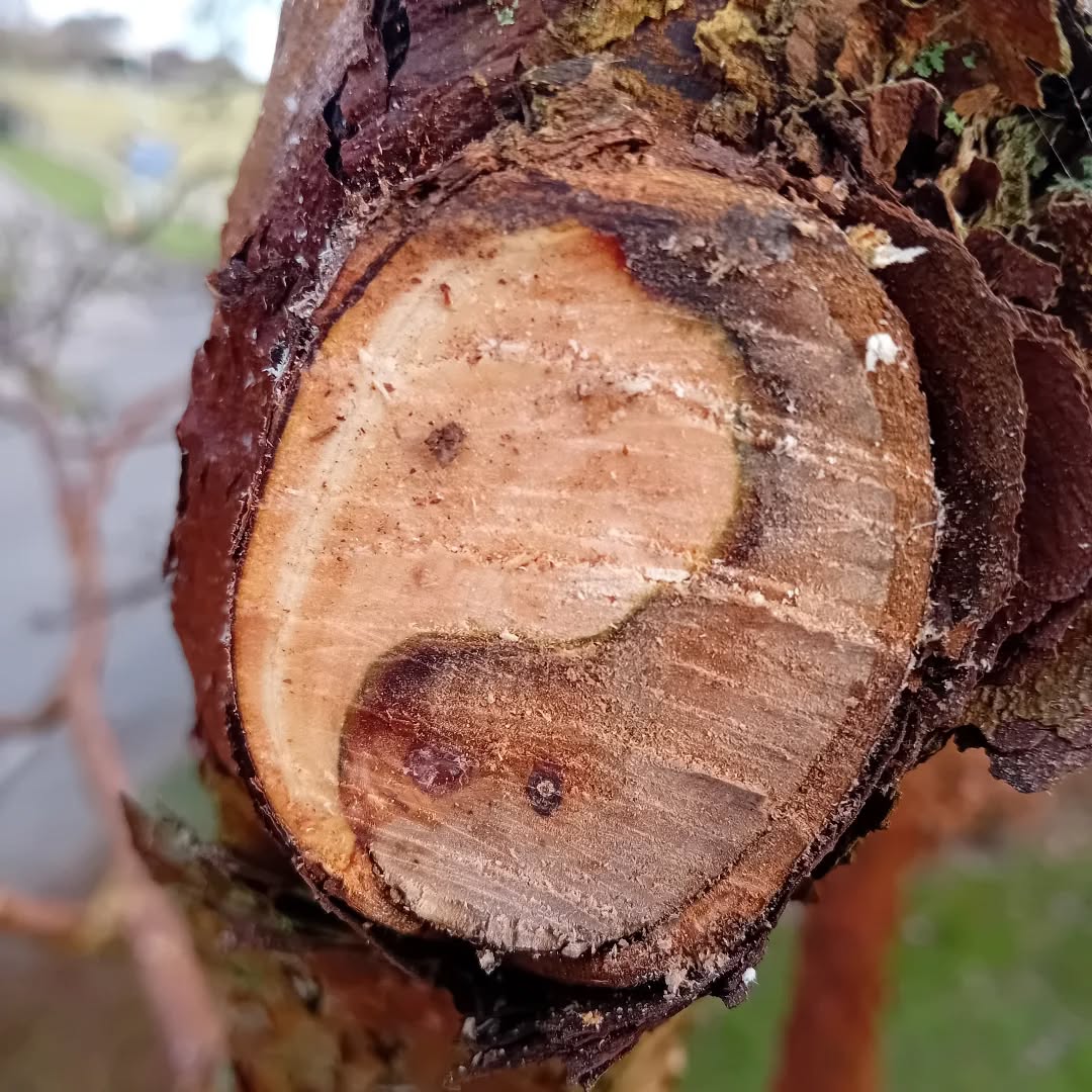 Pruning some old wood out of an acer the other day and found this perfect yin and yang.