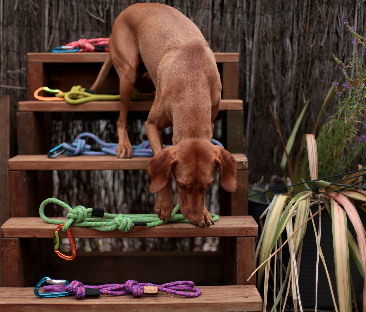 Our leads are updated and better than ever !!!!! Take a look
#sustainability #nzsustainable #doglead