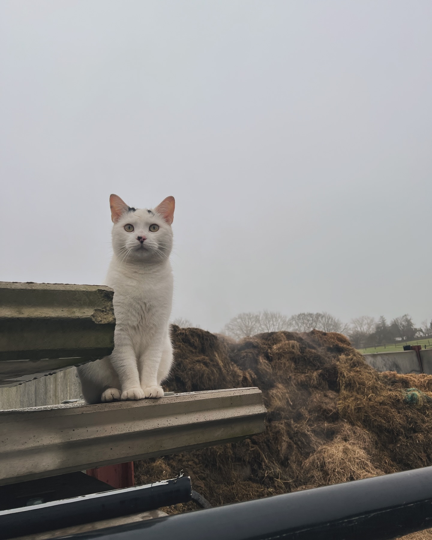 Notorious Basil πΏ if heβs not chatting to the guests heβs in hunt mode π
#cattery #luxurycattery #rescuecats #surrey #sussex #catteryinsurrey