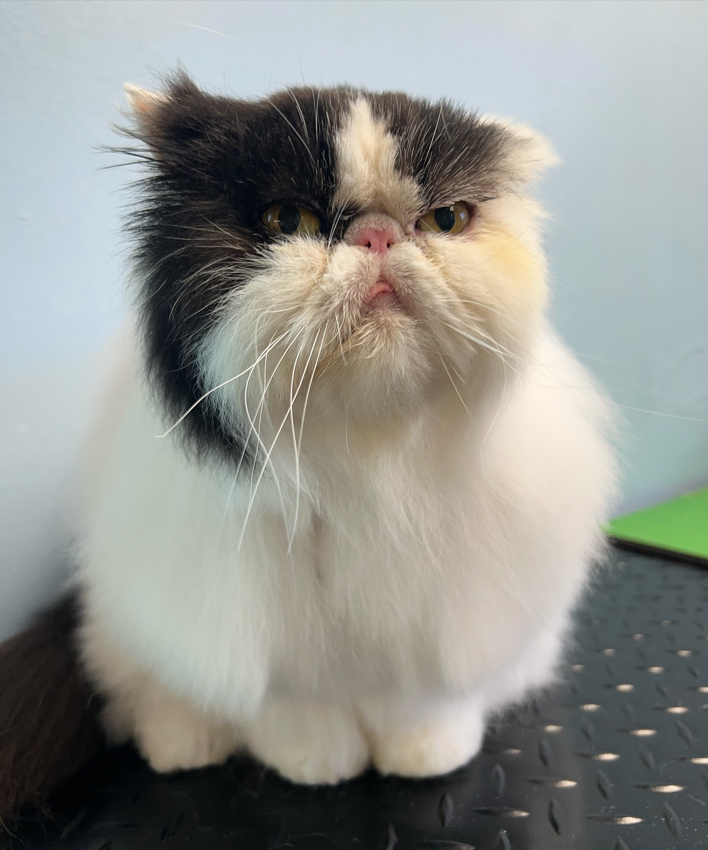 Fiona had quite the transFURmation 😸 such a cutie❤️
#persiancat #catgrooming