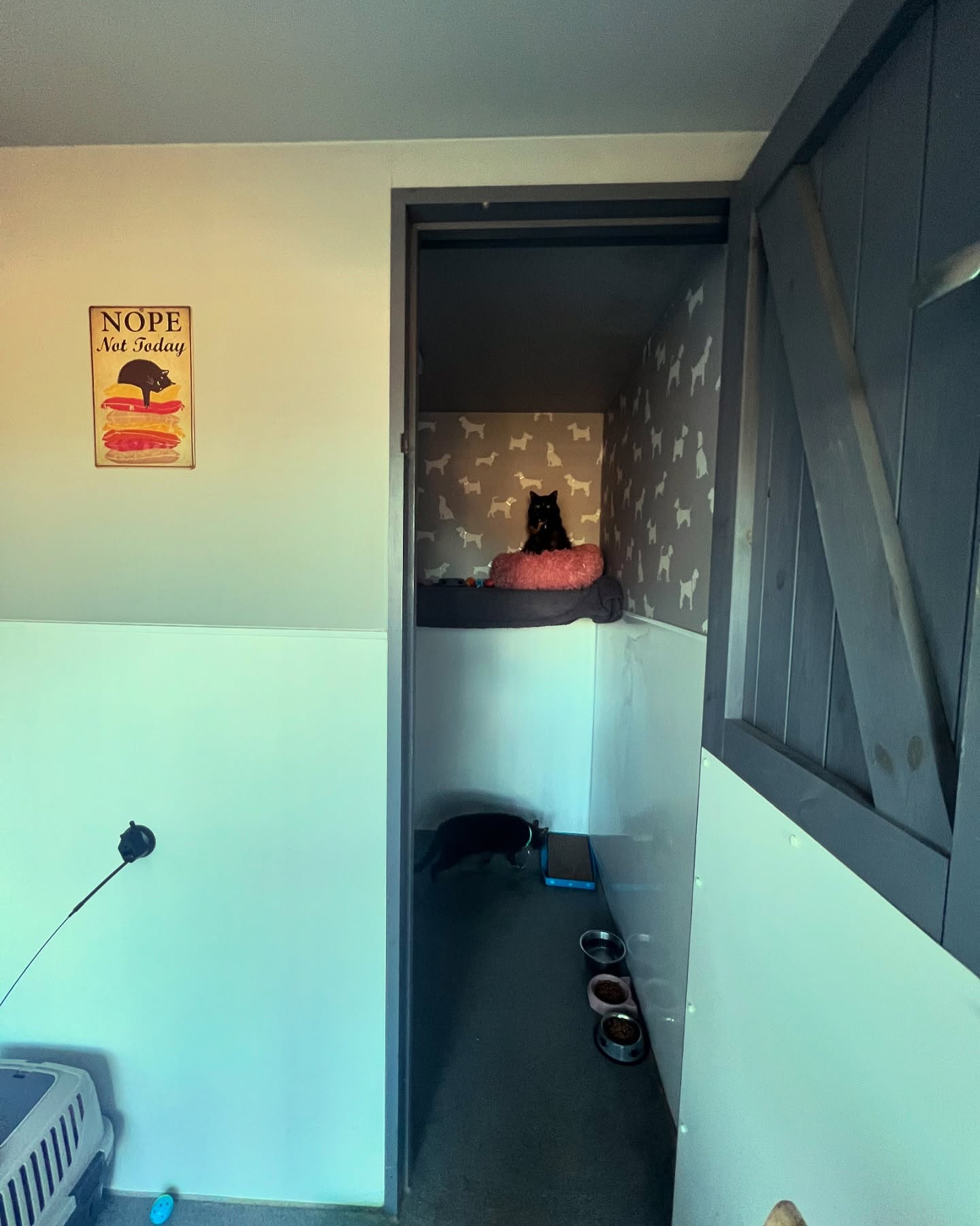 These two enjoy their bedroom with a view, which is closed at night with cat flap entry to keep the warmth in from the radiators π
#luxurycattery #cattery #surrey #sussex #catrooms