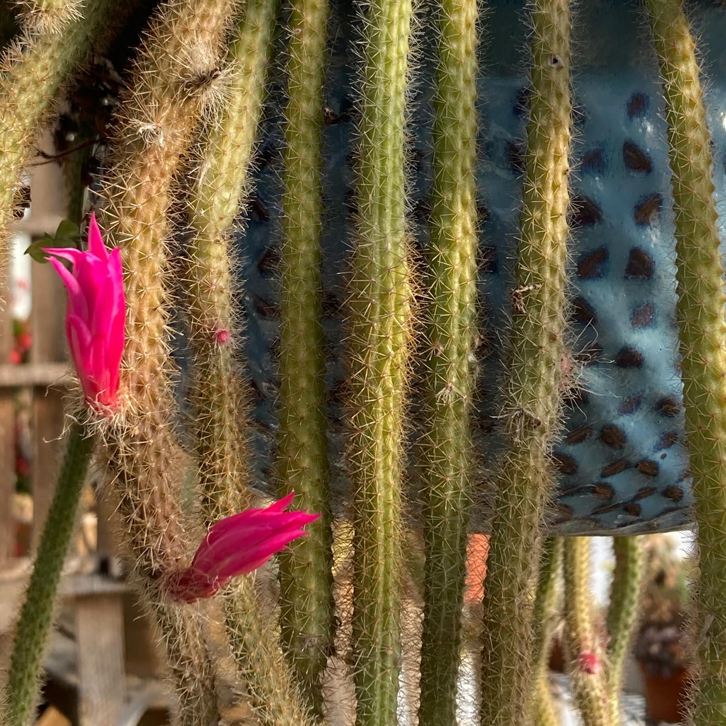 Always worth the wait. The first of many blooms on this lovely Rattail cactus.
#roundtreefarmgreenhouse #cactus #succulents #plantparent #bloom #southjersey