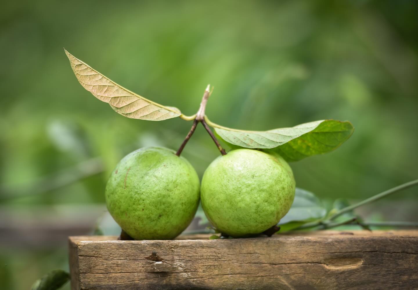 “🌟 Exciting news! La Villa Sulla Collina Orchard in Oceanside, California, invites you to join us for U-Pick Sunday today, January 26th, from 12:30 to 3:30 for guava and cherimoya picking. 🌳🍈 With Lunar New Year around the corner, we’re braving a little sprinkle to celebrate! In many cultures, these fruits symbolize prosperity and luck for the Lunar New Year. 🍊 Join us in plucking these symbols of abundance straight from the source! Looking forward to seeing you there and be sure to wear your rain boots 🥾