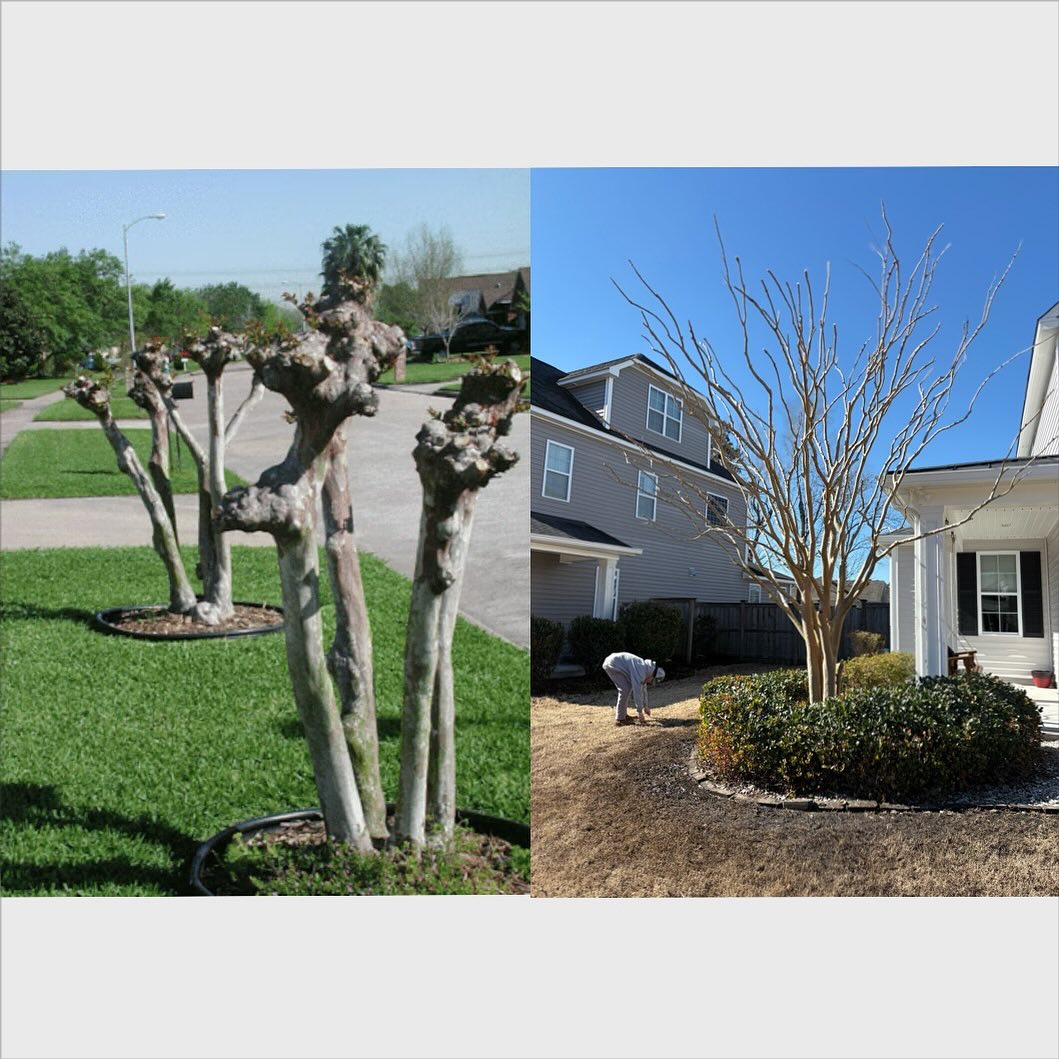 Proper pruning = healthier trees! 🌳✂️ When done right, pruning crepe myrtles increases air circulation and sunlight penetration, leading to vibrant blooms and stronger growth. Say no to ‘topping’—let your trees thrive naturally! 💡🌞 #CrepeMyrtleCare #HealthyLandscaping #RenegarBrothersLawnAndLandscape