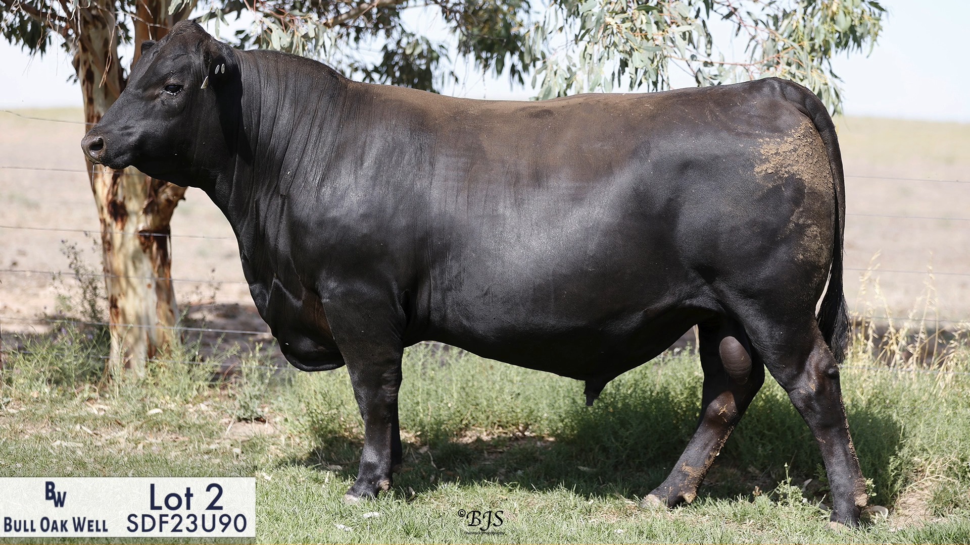 Lot 2~Bull Oak Well Prime Minister U90
This bull was the standout at weaning and has continued to impress. He is so balanced, deep and thick as well as having a great skin. He goes back to Reality on his dam side. He is a real sire prospect.
Head to our AuctionsPlus listing or our website to view videos on all the sale bulls.
@spencedixandco @pphs_stockagents @angusaustralia @bjslivestockphotography @auctionsplus