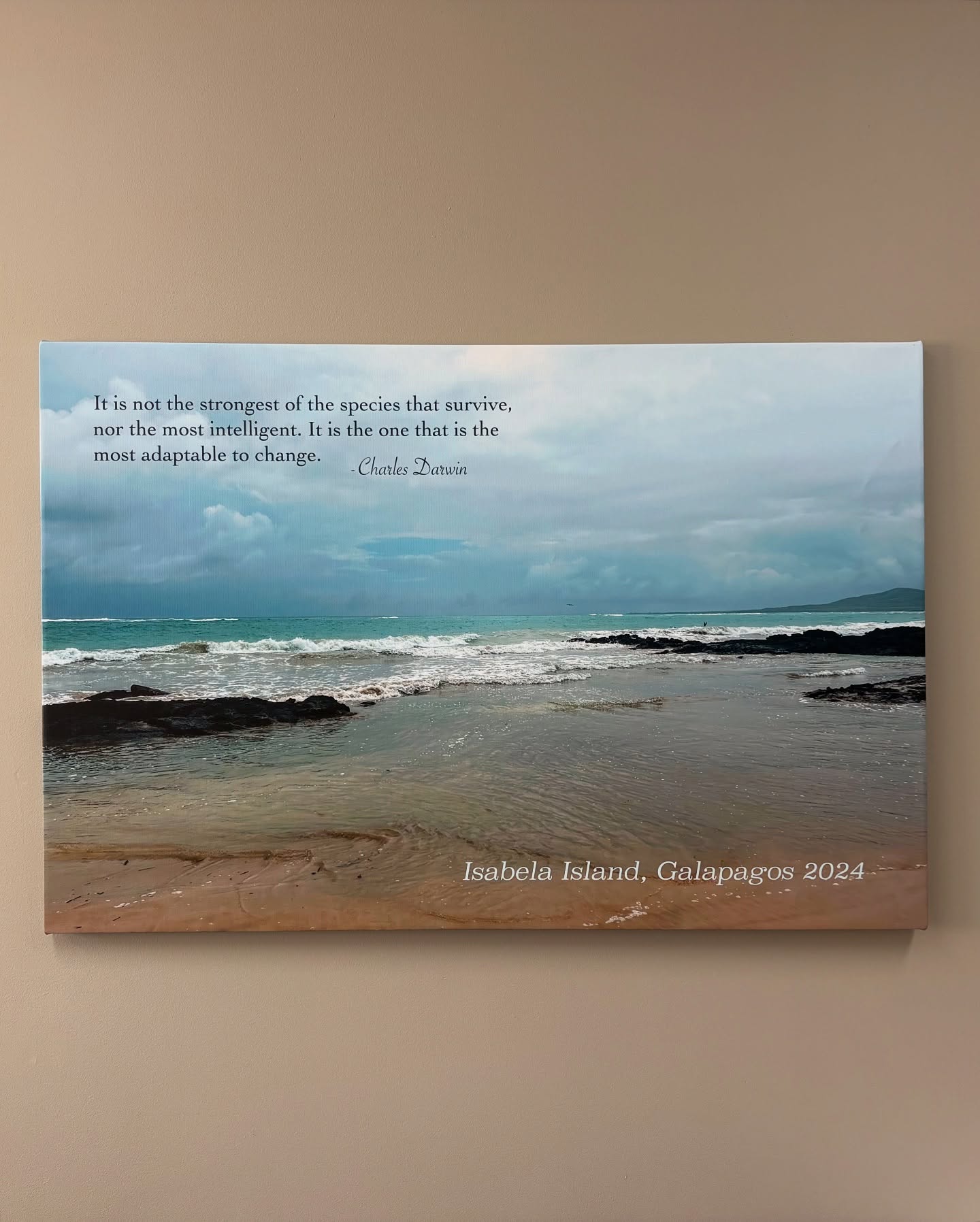 A beautiful image, perfect for a nurses office! 🌊🐦
>3/4” depth
>continuous photo edge
>custom text edits
>satin finish
>size 36x24
>image enhancement (taken with iPhone)
#natsprintingco #canvasprints #isabelaislandgalapagos #okotoksmamas #okotokssmallbusiness #okotoksmomasentrepreneurs #canonimageprografpro