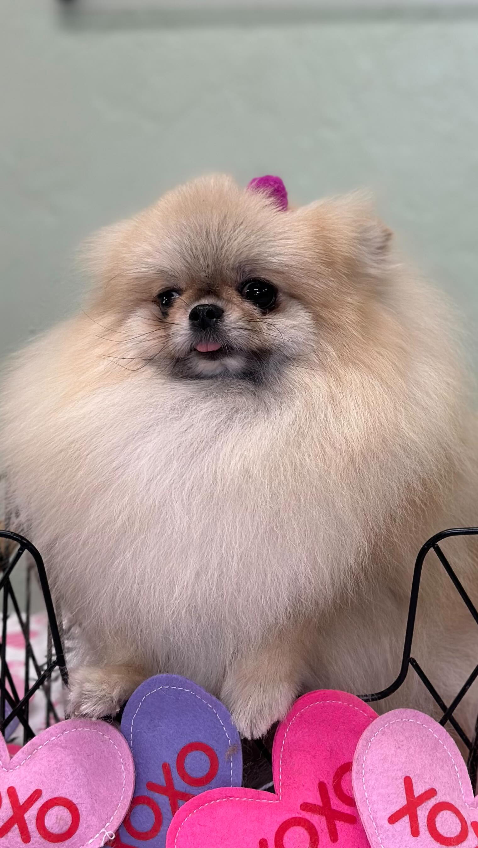 Hello City Pooch Fam 👋🏻Another amazing week filled with so many happy and beautiful pups! ♥️ Call us today and schedule your pets grooming appointment 📲 #brickell #miami #keybiscayne #coconutgrove #coralgables #citypoochpetgrooming #citypooch #citypoochlife #dogsofinstagram #miamidoggrooming