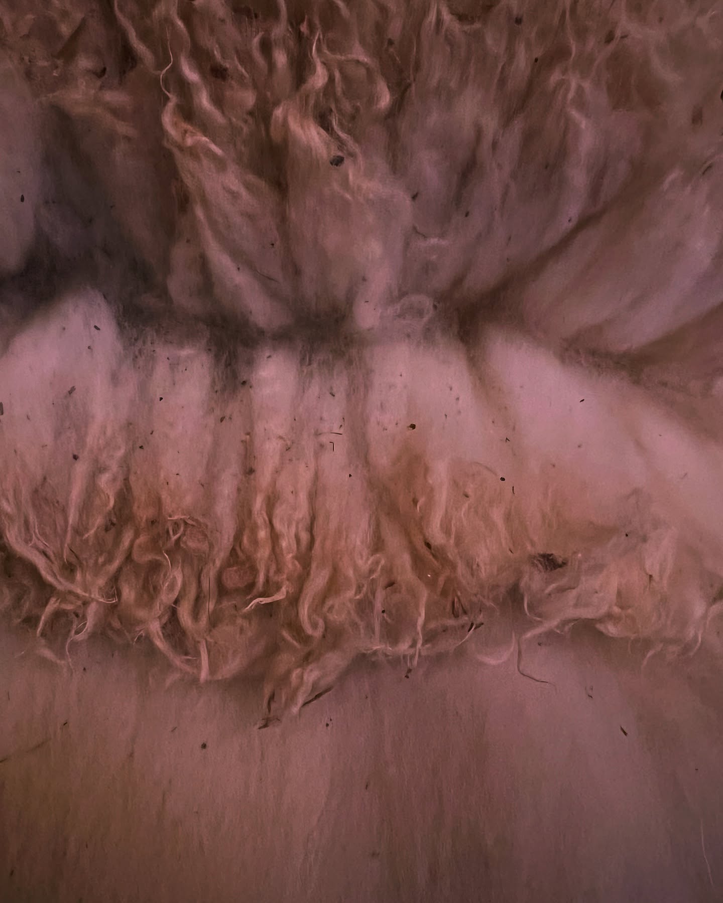 In a week seemingly designed to trigger my flight or fight, I got to spend 12 hours over three days hands-deep in sheepskin.
The final day, all I did was comb the tangles and the slowly remove the prairie bits that moved into the wool during the sheep’s lifetime and the tanning process.
What a beauty this one turned out to be.
Thanks you to Mara at @fern.and.roe for your gentle mentorship and good company as I build confidence in mineral sheepskin tanning skills.
#wool #photography #hidetanning #sheepskin #folkskills