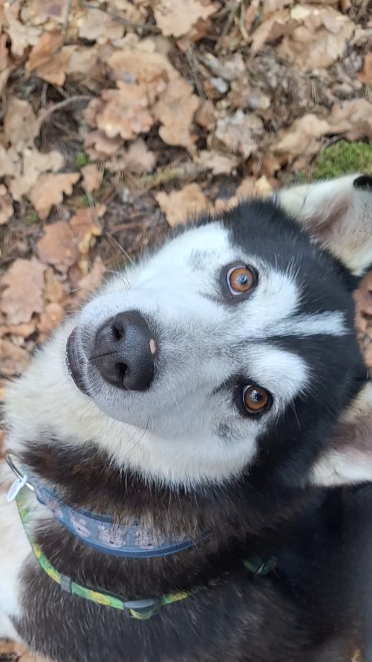 Hej! Poznajcie Royala🐶❤️ - kochanego psiaka ze Schroniska Dla Bezdomnych Zwierząt w Józefowie. Przykro jest patrzeć, jak traci swoją młodość za kratami 💔 Jak nie może eksplorować świata, bawić się, biegać bez ograniczeń. Uwielbia chodzić na spacerki i nie znosi wracać do boksu 🥺 Czy uda się znaleźć dla Niego dom?
#piesdoadopcji #schroniskodlazwierzat #niekupujadoptuj #pieszeschroniska #adoptdontshop #kundelek #adoptujpsa #zwolnienizteorii