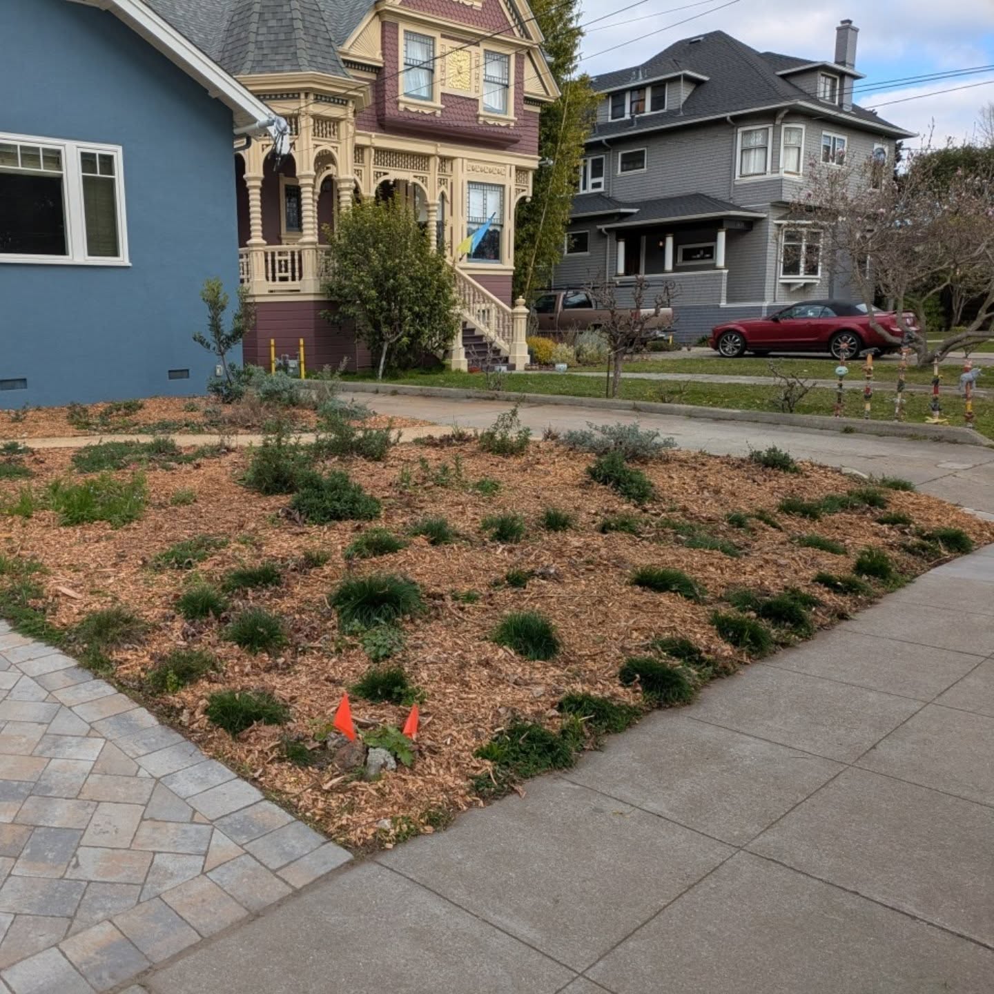 Fresh arborist wood chip mulch satisfaction on this native California garden in Alameda 👍 let me know if you're interested in improving your soil, suppressing your weeds and saving your water! #mulch #alameda #theisland #canativeplants #canativegarden #woodchips #woodchipseverywhere #mulching