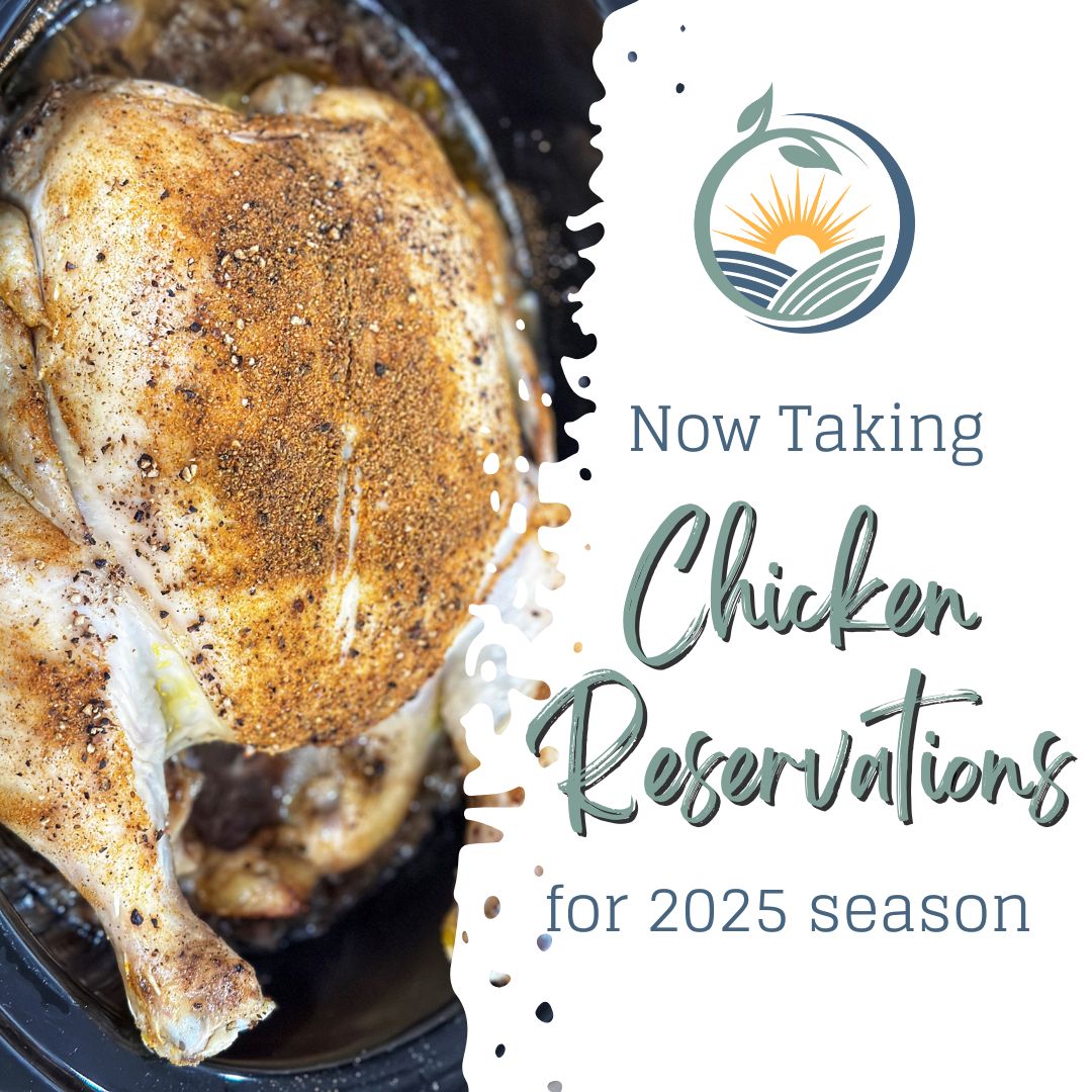 We are now taking 2025 chicken reservations! 🐔 This year, we are raising ~200 chickens, but nearly half are already reserved, so do not wait!
Reserving is easy!
Fill out the form 👉 countycornerfarm.com/chickens
OR send us a DM! 💬
💲 $4.50/lbs (chickens typically weigh 5-8 lbs. - you choose weight preference) || $5/chicken deposit to reserve
👨👩👧👦 One chicken typically makes 2 FULL DINNERS with leftovers for our family of five
🍗 Farm-to-Table Pure Meat || non-GMO, antibiotic-free, pasture-raised, free-range, no preservatives
🚚 We deliver to most of Wabash, Grant, and Huntington Counties, along with one set date to northern Indianapolis
💛 Support a family-owned small business
😋 Seriously delicious!