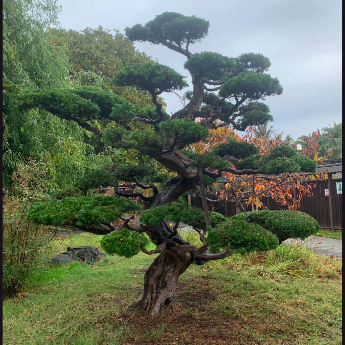Juniper reconstruction and shearing back in December with the merritt college pruning club! #juniper #lakemerritt #lakemerrittoakland #merrittcollegepruningclub #aestheticpruning #japanesegarden