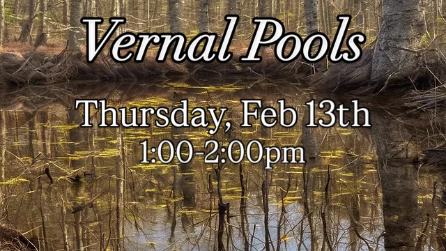 *This event, originally scheduled for Thurs, Feb 6th has been postponed to Thursday, Feb 13th due to predicted inclement weather.*
“Vernal Pools” presented by The Chewonki Foundation Traveling Natural History Programs at 1:00 PM on February 13th, 2025. The meeting is in Fellowship Hall at the First Congregational Church, 28 High Street, Wiscasset.
This program will help us understand how a wetland that has water for only a few months can have such an important impact on amphibian and invertebrate life cycles.
This event is free to attend and open to the public.
#gardening #gardenclub #ecology #midcoastmaine #thingstodoinmaine #gardenclubofwiscasset #wiscasset #wiscassetmaine #chewonkifoundation