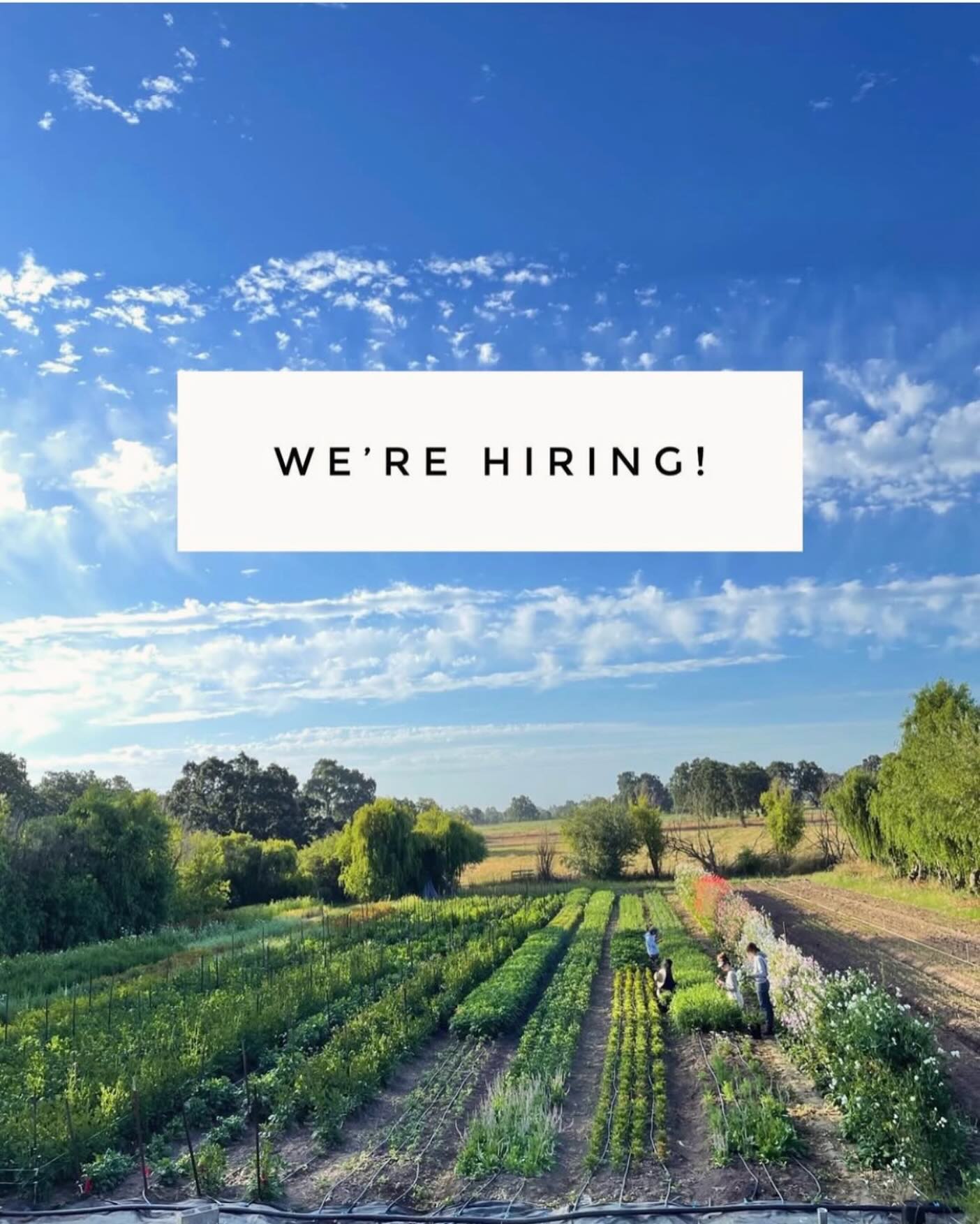 NOW ACCEPTING APPLICATIONS! We’re looking for some gritty farmers to join our flower field crew this season! We’re hiring for Field Crew as well as an Assistant Manager position. This job is physically demanding, dirty, and so rewarding. Link in bio for full job descriptions and application instructions. Please share widely!