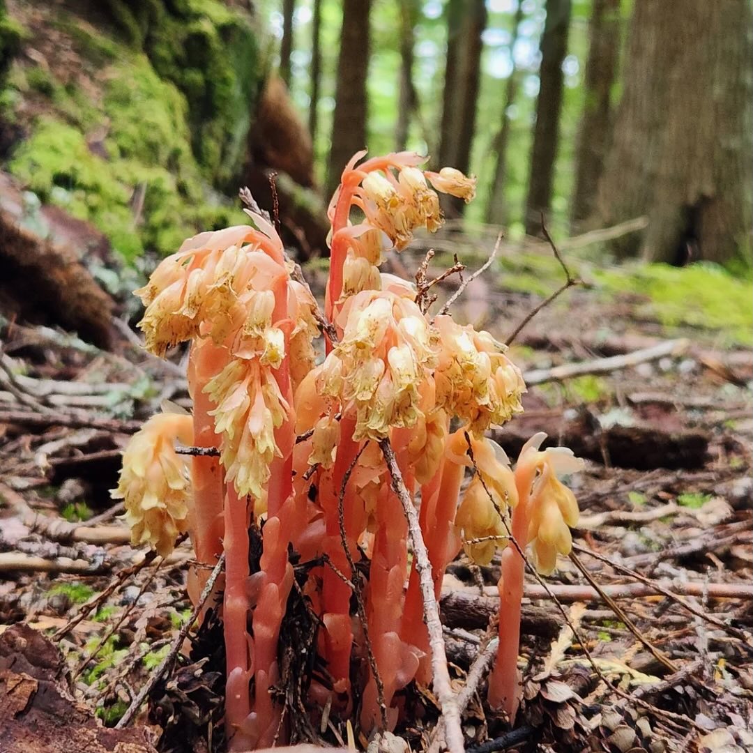 🚨 ACTION ALERT – 2,328 acres of legacy forests across Western Washington currently under threat of being clearcut‼️
@legacyforestdefense along with other organizations including CRF have filed lawsuits against 32 timber sales containing legacy forest because they violate DNR’s own policies.
These sales, which were rushed through the approval process by former Lands Commissioner Hilary Franz in the last few months, were approved in violation of DNR’s own policies — keeping these forests intact is necessary to meet WA’s older forest targets!
These forests are invaluable for storing carbon, supporting biodiversity, and making our communities more resilient to climate change impacts.
We need your help to urge DNR to negotiate a favorable resolution for the 32 sales under litigation. More information & link to submit a comment in our bio!
(Photos from field checking the “Little Lilly” timber sale in Whatcom County, June 2023).