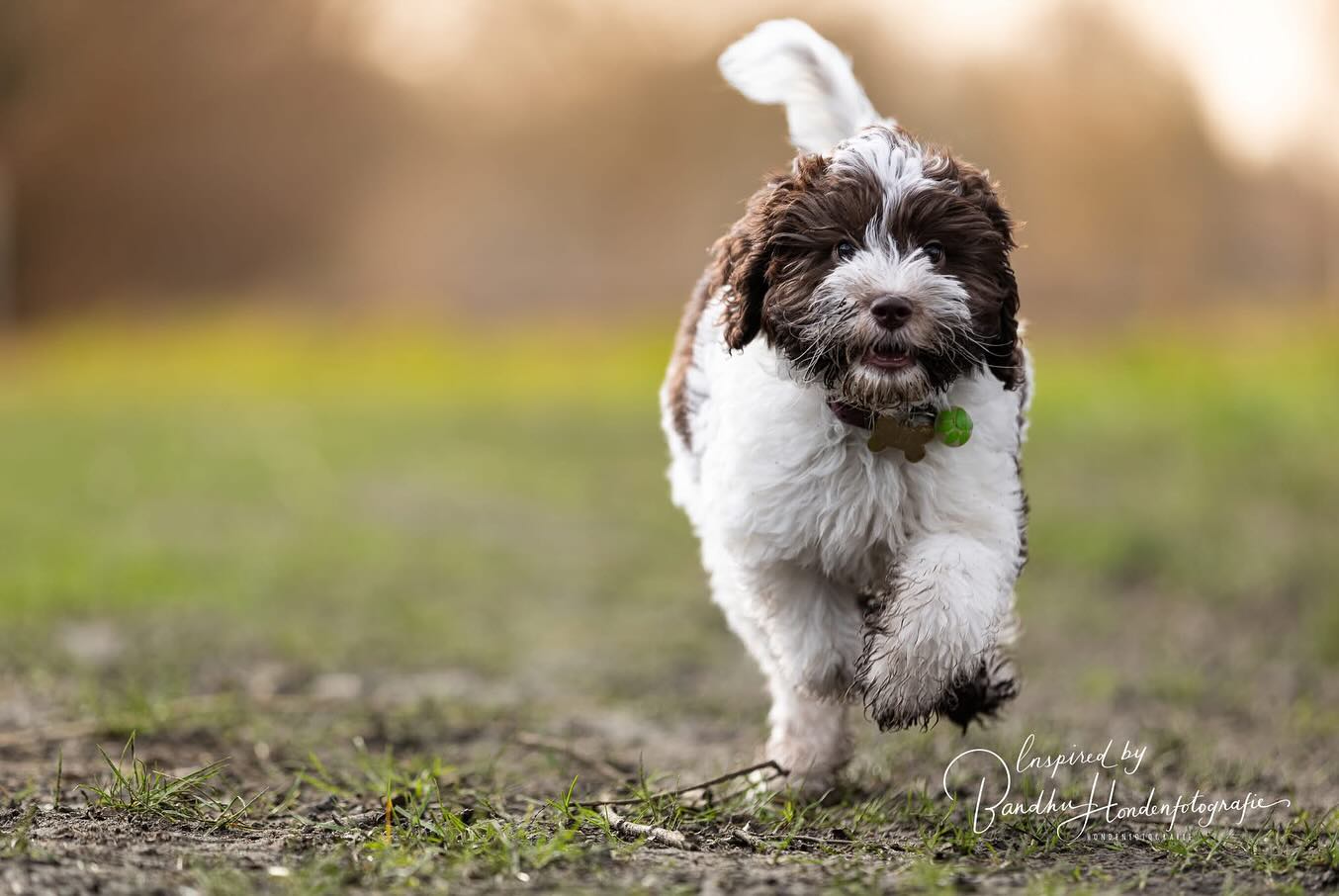 #labradoodle #labradoodles_of_instagram #labradoodlesofinstagram #labradoodlepuppies #labradoodlepuppiesofinstagram #labradoodlelife #labradoodlelove #ouppylove #puppylife #puppies #puppiesofinstagram #hondenfotograaf #hondenfotograferen #doglover #doglove #dogloversofinstagram #hundeliebe