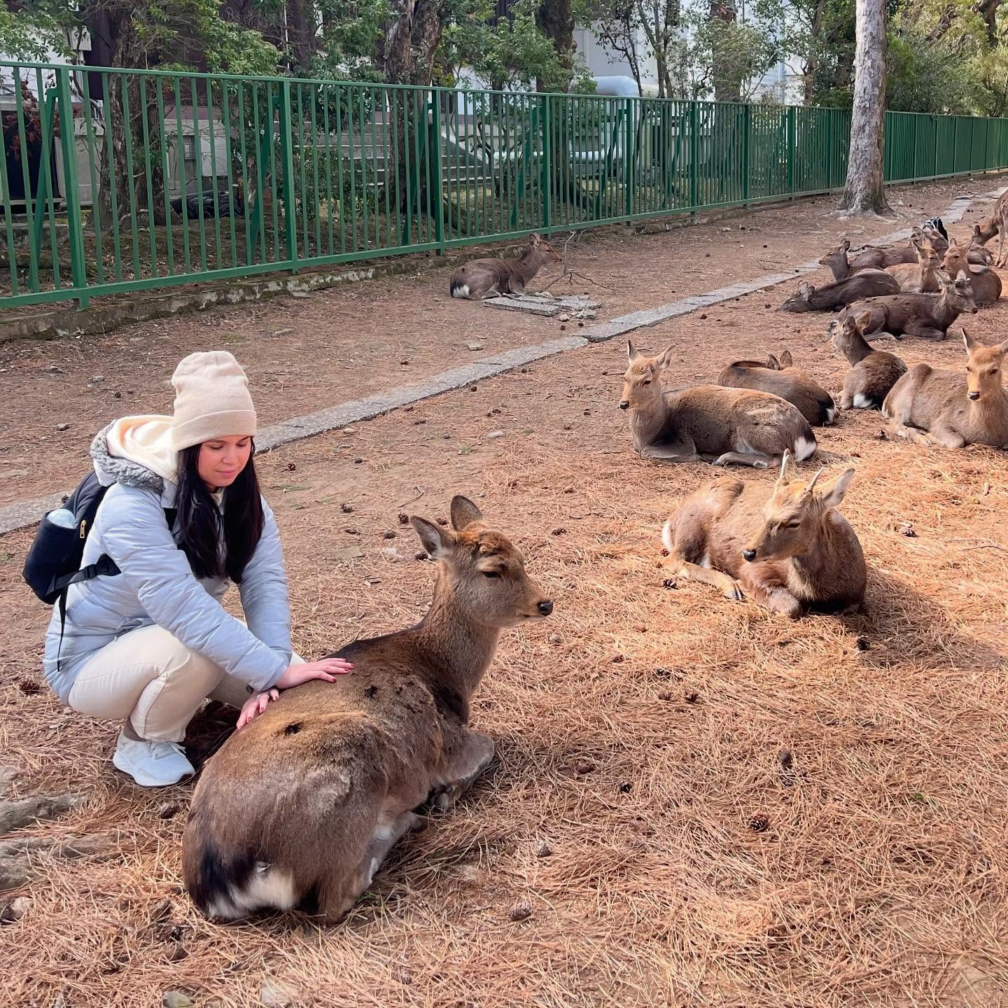 Even the sacred deer of Nara deserve a little Myofascial release! ✨ Helping ease tension, one gentle touch at a time—because good mobility isn’t just for humans. #MyofascialMagic #NaraDeer #HealingHandsInJapan