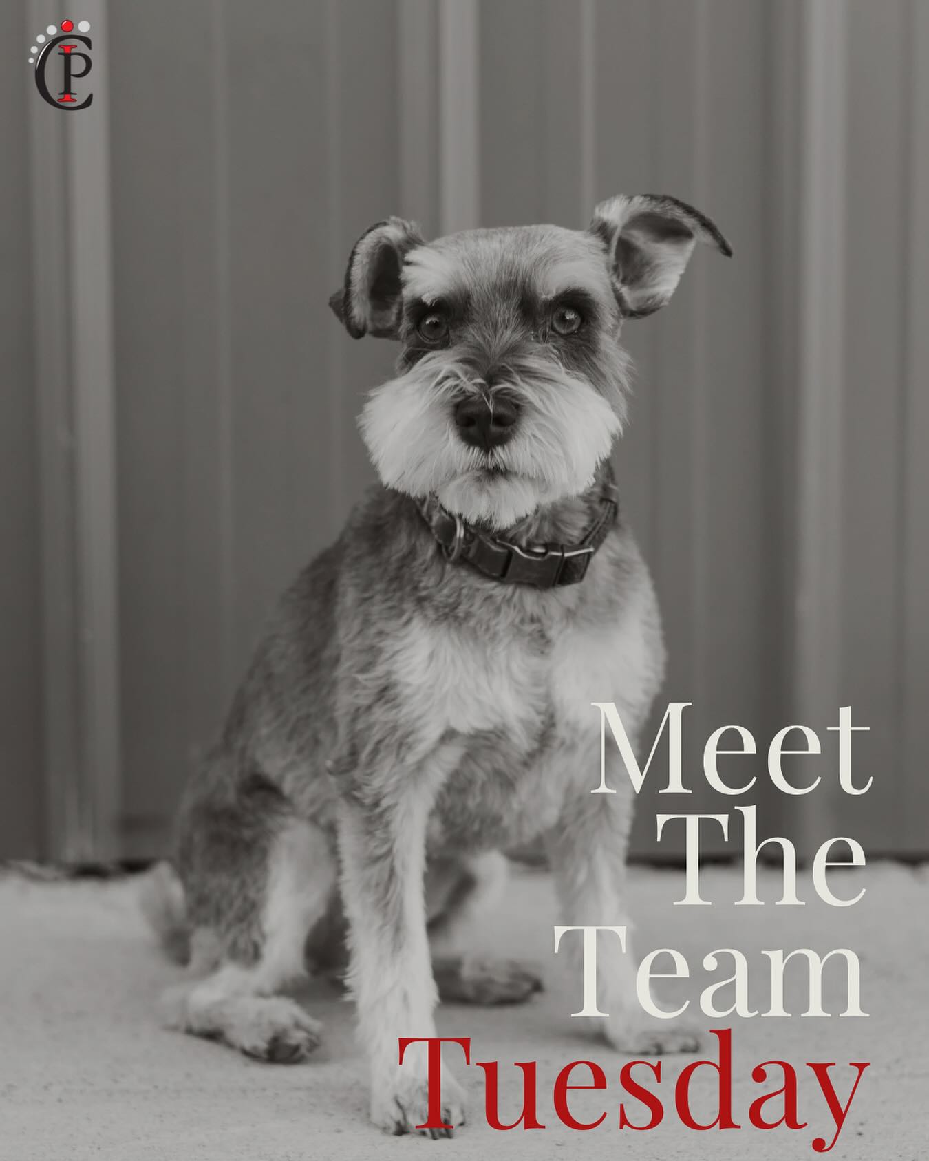 Meet Jake, our Chief Greeter and Office Assistant ๐ซถ๐ผ Jake takes his job very seriously - whether itโs welcoming guests with a wagging tail, supervising coffee breaks or making sure everyone gets their daily dose of snuggles. Heโs the heart and soul of our office, spreading good vibes, one paw at a time! ๐พ
#Kamloops #KamloopsBC #KamloopsBusiness #SupportLocal #ProtectorsOfGroundwater #Groundwater #Aquifer #WellPump #WaterSystem #WaterWell #WaterWellDrilling #SubmersiblePump #FranklinElectric #Grundfos #WaterTreatment #WellRehab #WellTesting #RainWaterCollection #Groundwater #Aquifer #DogsofInstagram #MiniSchnauzer