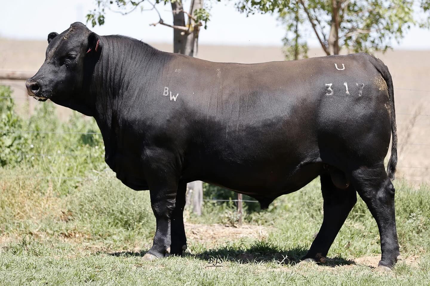 Sale day- 1pm today
‼️Please note: Change to sale order‼️
Lot 53 will be coming into the ring after lot 3.