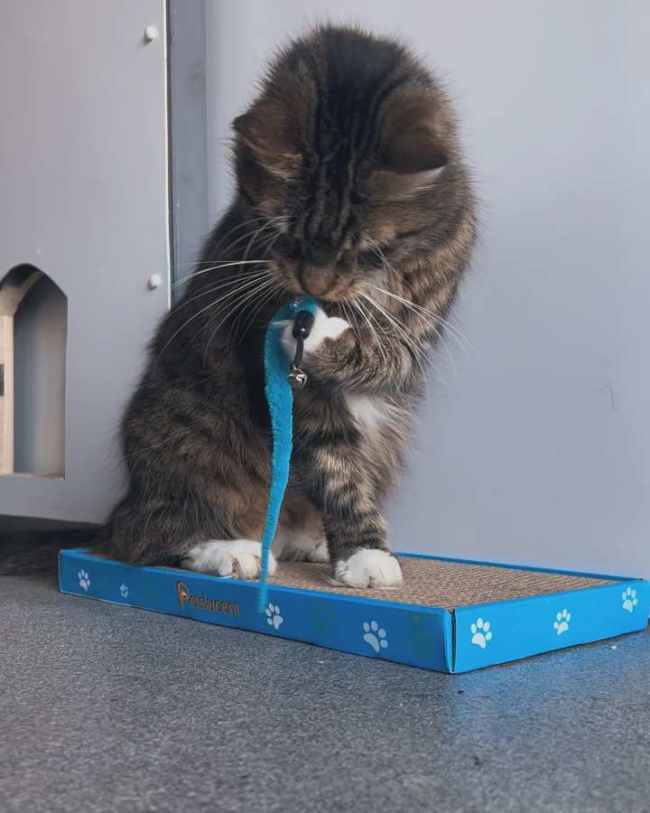 Sox - he is the perfect mixture of cute and crazy! ππ€ͺ
#catsofinstagram #cattery #gatwickcattery #luxurycattery #catlovers
