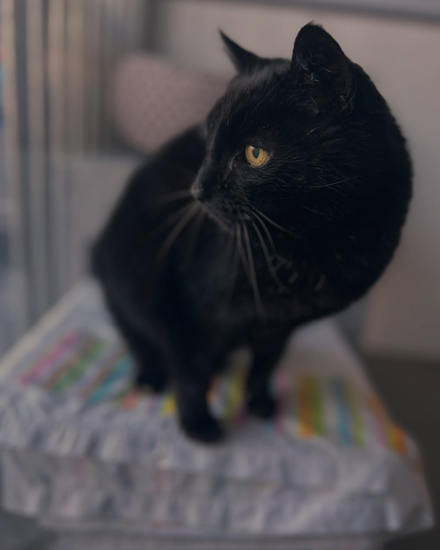 Pusscat & Pepper π« π€ they enjoy attention, food and the quiet life!
#goldenoldies #cattery #luxurycattery #catlovers