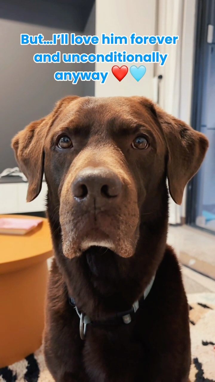 Valentine’s red flags or just puppy love? ❤️
No matter what, give him the best! Try Pawizon for a healthier, happier pup.
#valentinesday #redflags #doglove #PuppyLove #dogvalentine #valentinesdog #doggift #lovedogsforever #doglover #puppylover #labrador #chocolabrador