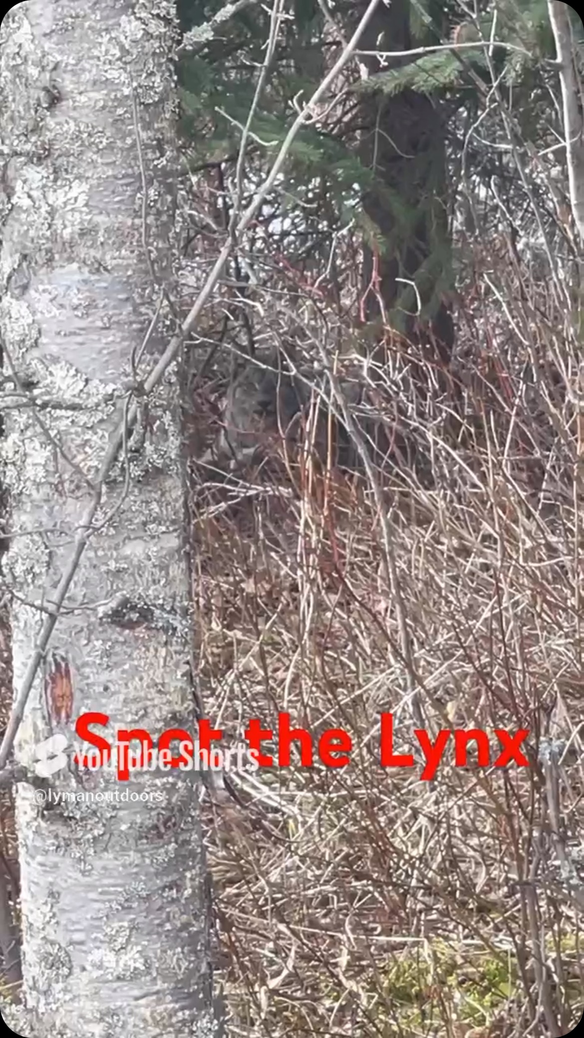 Lynx have perfect camo
