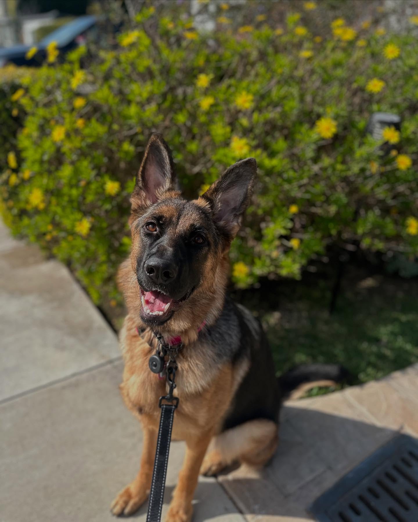 sweet girl Nala πΆ is just one of our many clients who benefit from utilizing both our training and pet care services π₯° We love caring for pups like Nala and supporting their holistic well-being!