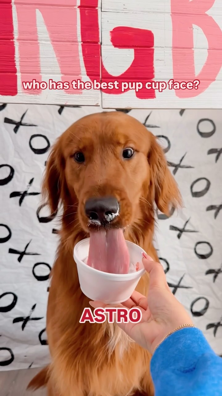 Who do you think has the best pup cup face? 😍 #whatsupdogHTX
Thank you so much again to our friends at @gaspachoshtx for supplying our babies with special Valentine’s Day treats! 🥰
#dogdaycare #doglover #dogsofinstagram #dogsofhouston #houstondog #htxdogs #cutedog #funnydogs #funnydogvideos