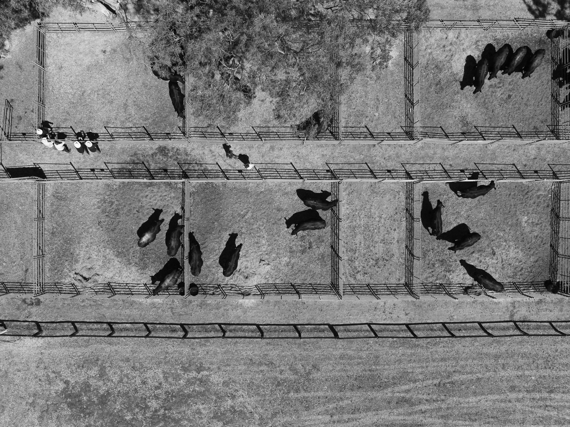 A huge thank you to all of our buyers, underbidders, agents, online viewers/bidders, helpers, BBQ cooks and everyone else that supported our family run annual bull sale on Monday.
We were extremely pleased with the results:
52/55 sold
$16,000 top twice to McPiggery for lot 5 and Eura Carla for lot 53
$9,538 average
Thank you to our selling agents @spencedixandco and @pphs_stockagents as well as the other agents that came and supported our sale.
We whole heartedly appreciate the ongoing support from our clients, who continue to come back as well the support from our new clients. Let's hope 2025 is a better season for everyone!
We still have bulls for sale if you missed out on Monday. Please contact Heath if you'd like some information on these bulls.
A big thanks also to @sarahcunninghamphotography , who is so talented at capturing our sale day. If you're looking for someone to capture an event for you, we can't recommend Sarah more highly!