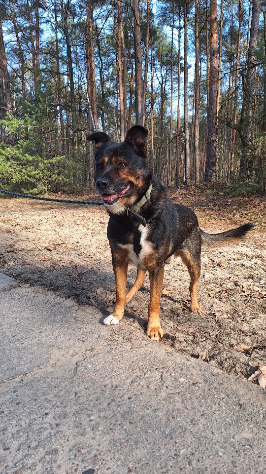 Cześć! Z tej strony Żarko🐕
Piesek aktualnie mieszka w Schronisku dla Bezdomnych Zwierząt w Józefowie pod Warszawą. Ma ok. 3-4 lata i jest średniej wielkości. Najbardziej na świecie Żarko lubi chodzić na spacery. Codziennie nie może się doczekać, aż wyjdzie ze swojego boksu I pogna do lasu. Lubi ludzi i jest wobec nich łagodny. Czy znajdzie kogoś, kto go pokocha?❤️🥹
Trzymamy mocno kciuki za Żarko🐶
#piesdoadopcji #schroniskodlazwierzat #niekupujadoptuj #pieszeschroniska #adoptdontshop #kundelek #adoptujpsa #zwolnienizteorii