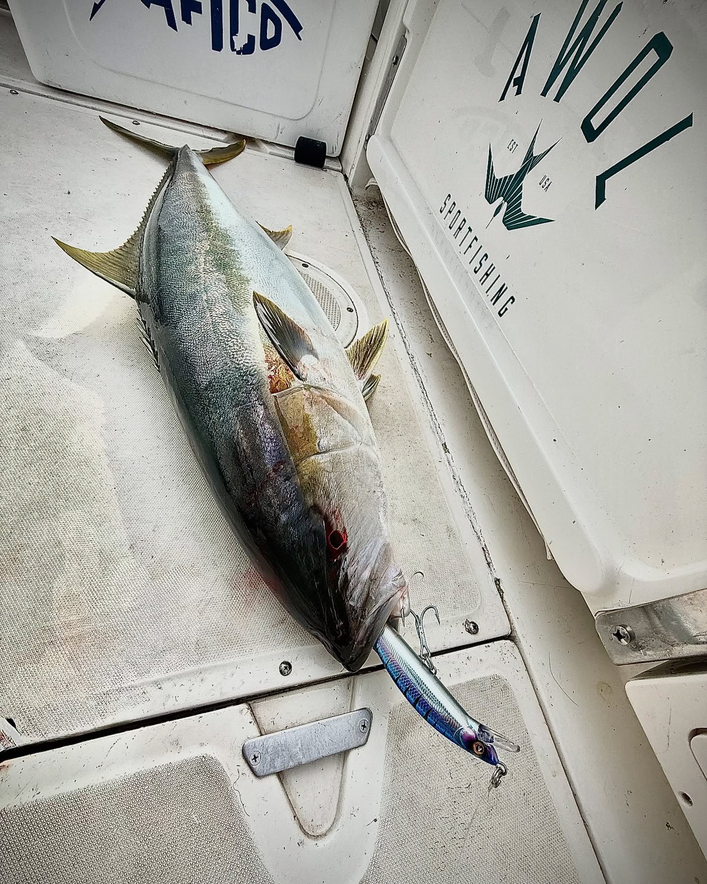 @aftco jerkbaits getting it done. ✅ #aftcopro #anyfishanywater