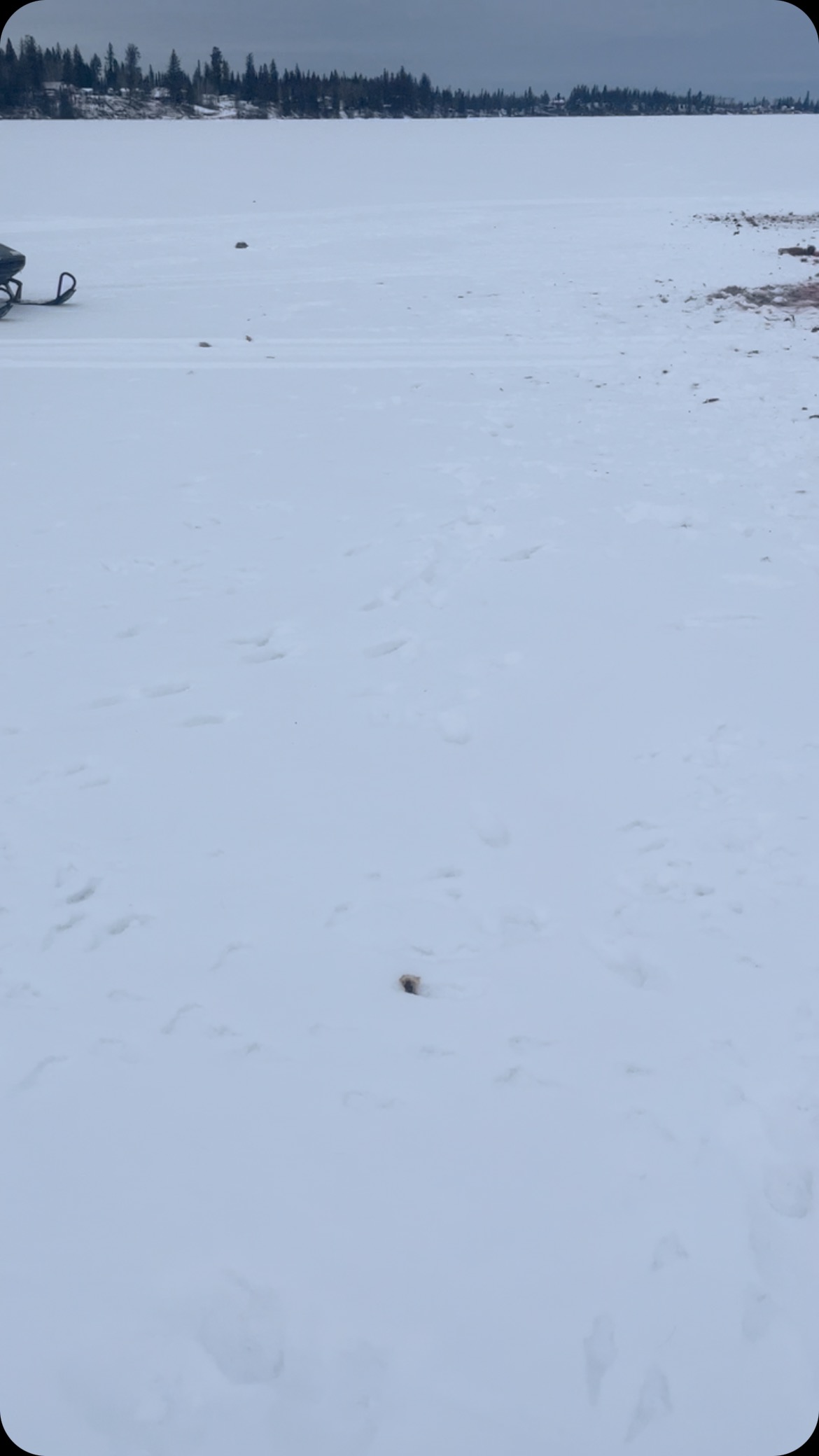 My boy and I came across the left overs of a coyote party last night. Coyotes doing what they do. Poor deer. #coyote #wild #natireiswild