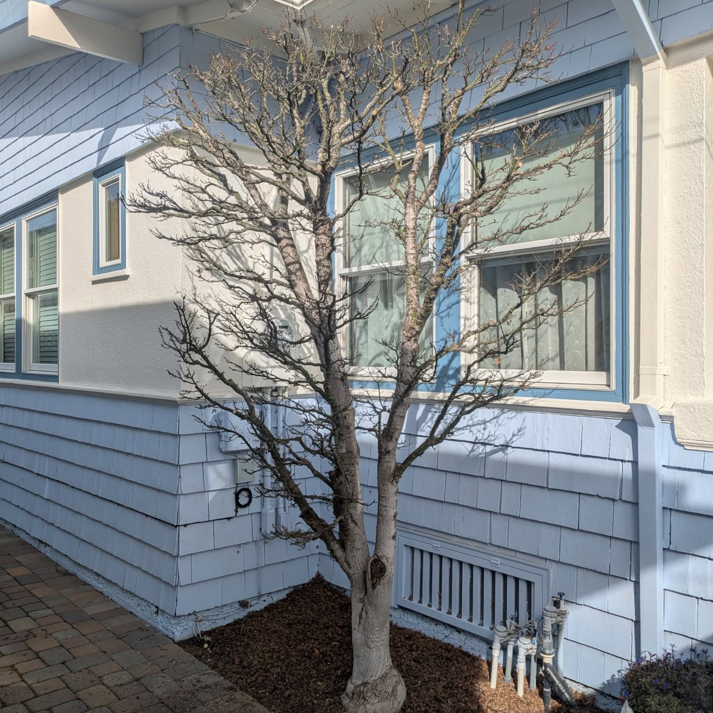 Back at it 👍 #beforeandafter #winterpruning #aestheticpruning #niwaki #momiji #niwakigarden #cyclingarborist #alameda #theisland