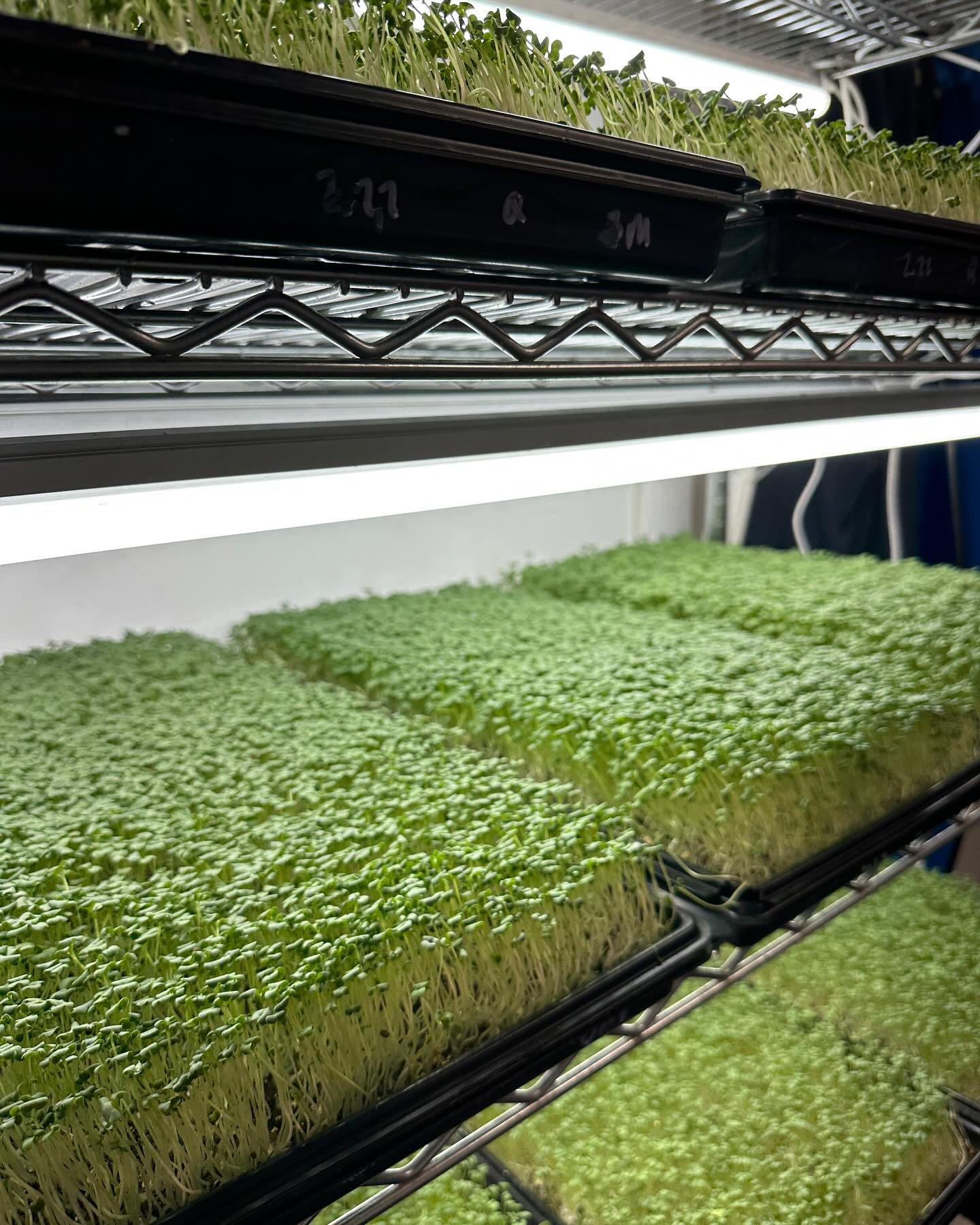 A few pics of our Microgreens waiting for their harvest dates.
We grow in a 500 sq/f insulated building fully equipped with all environmental controls.
We have 9 vertical racks in production and separate areas for planting and harvesting.
There is watering, soaking and planting every day and we harvest 5 days/week for different markets, restaurants, retail and home deliveries. Most of our time is spent scrubbing those trays after a harvest!
And yes, that’s our lemon tree.
She needs to come inside for the winter.
❤️🌱
.
.
.
.
.
#verticalfarming #microgreens #indoorfarming #supportlocal #healthyfood #microgreensbusiness #farmersmarkets @qbfarmersmarket @islandrootsmarket @nesvog_meats