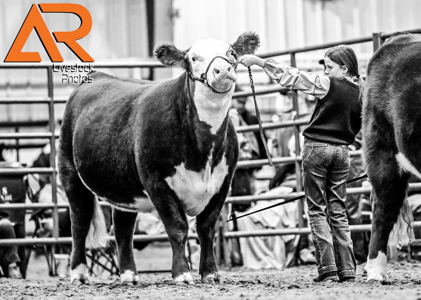 𝟮𝟬𝟮𝟱 𝗣𝗢𝗡𝗧𝗢𝗧𝗢𝗖 𝗖𝗢𝗨𝗡𝗧𝗬 𝗟𝗜𝗩𝗘𝗦𝗧𝗢𝗖𝗞 𝗦𝗛𝗢𝗪
📸💰County show special:
Receive all ring and backdrop images of one exhibitor for $125. Instructions to claim are in the link below.
View and purchase images at⬇️
https://alexisradunlivestockphotos.shootproof.com/gallery/25964676/
For all other shows and information visit
WWW.ALEXISRADUNLIVESTOCKPHOTOS.COM