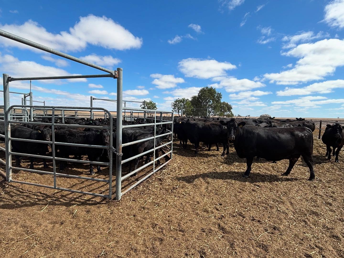 Week on from the bull sale and onto the next job … weaning calves. In for a few noisy nights 🙄