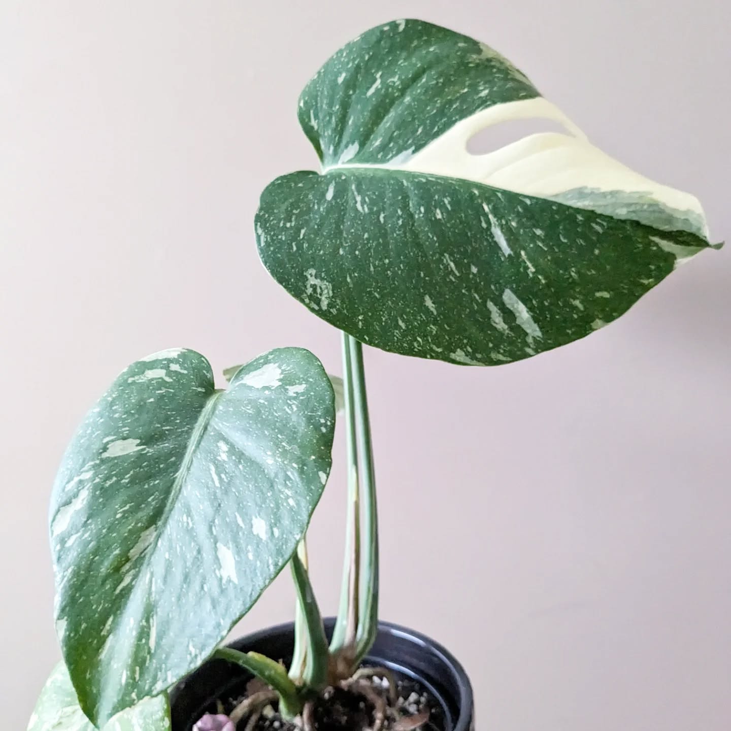 Swipe for the mushroom in my monstera! ๐
Love ๐ these teeny clay decorative mushrooms from @scotia.handmade.treasures to give my Thai Con some colour!
.
.
.
#monsteramonday #monstera #plantsagram #houseplantsofinstagram #plantparents #planttherapy #indoorjungle