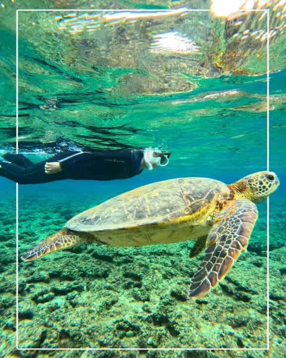 春休みのご旅行に、うみがめシュノーケル体験をご利用いただき誠にありがとうございました😊🐢
愛知県からお越しの中学3年生のお客様🤗初めてうみがめと泳ぐ体験は一生の思い出になったでしょう!🙌🎉
春から始まる高校生活🌸思いっきり楽しんでくださいね‼️🌸🤗👨🏻🎓
小さなお子さまや、泳げない方でもインストラクターが浮輪🛟で支えて引きながら進みますのでご安心くださいね🤗
\お子様だけでも安全に楽しめます!/
お子さまの「やってみたい!」🤲を形にして、「できたよ!」を力に!🙌✨奄美大島の大自然の中での感動体験を通して、楽しさだけではなく自然を大切にする心や、人との関わり方も学べる体験になるようスタッフが全力でサポートいたします‼️🤗
もちろんウェットスーツ貸出無料ですのでご安心ください😉👍ツアー終了後は暖か〜いシャワーも浴びれます♨️🫧
🙌\気軽に手ぶらでご参加OK/🙌
「大切なカメラを水辺に持っていくのは不安…😰」なんて心配もいりません❗️ツアー中はガイドが専用の防水カメラで皆様のお写真・動画を撮影し、データを無料でプレゼントいたします🐠📸🤗
【当日・前日ご予約OK】
大人気のシュノーケル体験⭐️
奄美大島の海を大満喫いただけるアクティビティ体験をお手頃価格で👍🐠🪸🐢✨
🔰初心者さん大歓迎です🥰🔰
ほとんどの方が未経験‼️
初めてでも楽しめるアクテイビティです!🤗
公認インストラクターが丁寧にわかりやすくレクチャーいたしますよ☺️👍
奄美の海水温は冬も暖かいのでSUPやシュノーケリングを存分にお楽しみいただけますよ☺️🙏海の透明度も冬に年間最高透明度になる事が多いです🐠✨
ご旅行をご検討中の方はぜひお気軽にお問合せ、ご相談ください😊世界自然遺産に登録された奄美大島で、マリンアクティビティを大満喫いただけます🙌
🐬マリンアクティビティ メニュー🐬
#SUP
#クリアカヤック
#クリアSUP
#カヌー
#ジェットスキー
#バナナボート
#シュノーケル
#ボートチャーター
#水中スクーター
#ビーチBBQ
#プライベートビーチツアー
💡1名様〜団体様までご要望に合わせてツアー内容をアレンジすることも可能です😉まずはDMやお電話でもお気軽にご相談ください✨
📍とおしめマリンリゾート 芦徳事務所📍
〒894-0412 鹿児島県大島郡龍郷町芦徳377
☎️080-1118-7000
◉年中無休
...................................................
#鹿児島県#離島#奄美大島#奄美大島旅行#奄美大島観光スポット#海遊び#ビーチリゾート#シュノーケル#カヤック#クリアカヤック#ジェット#水上バイク#ボート#バナナボート#SUP#クリアサップ#世界自然遺産#カップル#学生旅行#サンセット#とおしめマリン#GoPro