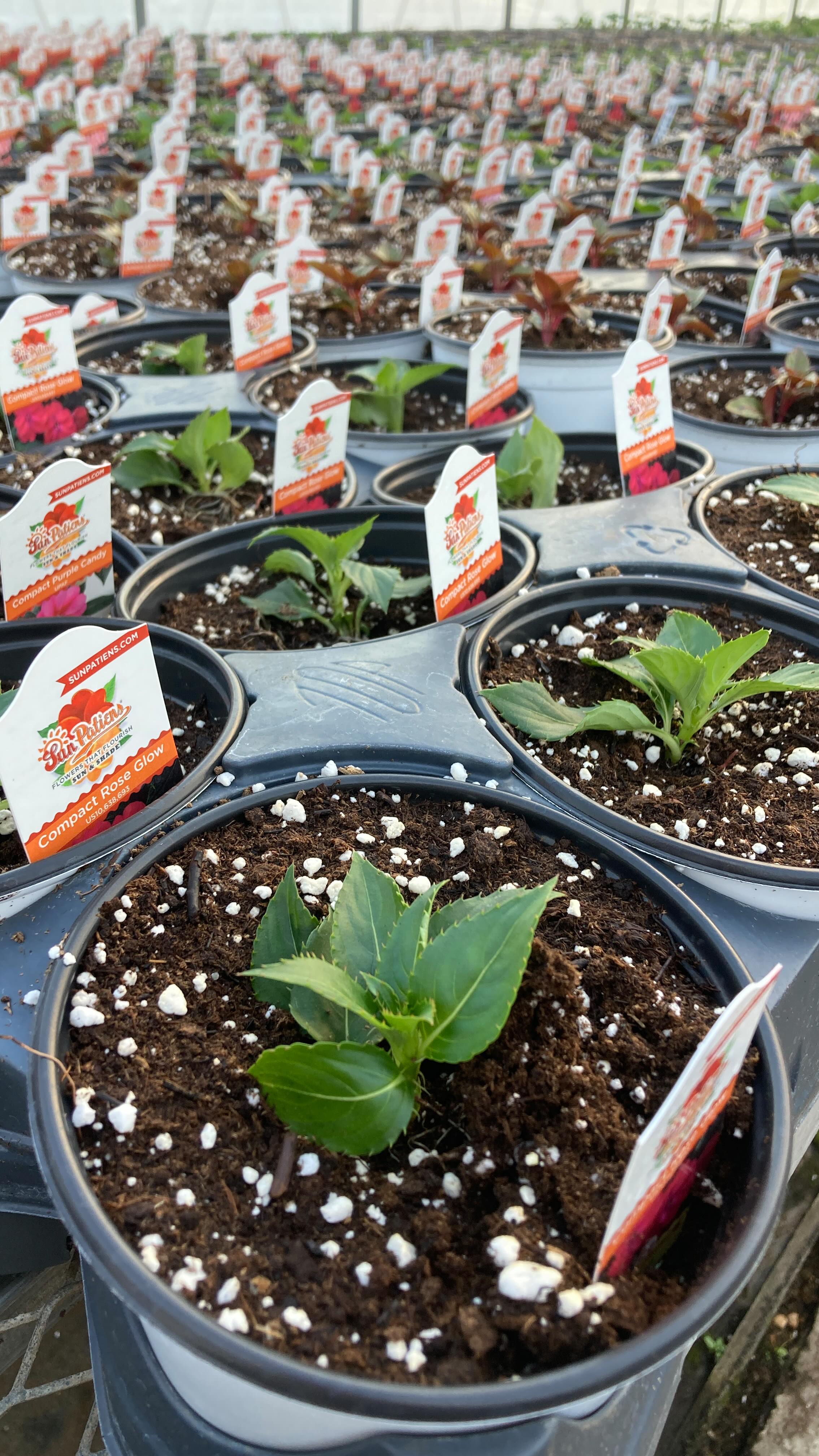 A beautiful day to be in the greenhouse. Vibrant cheery @sunpatiens will be ready soon to help our customers brighten their outside living spaces. Spring is on its way!
#roundtreefarmgreenhouse #planting #greenhouselife #sunshine #sunpatiens